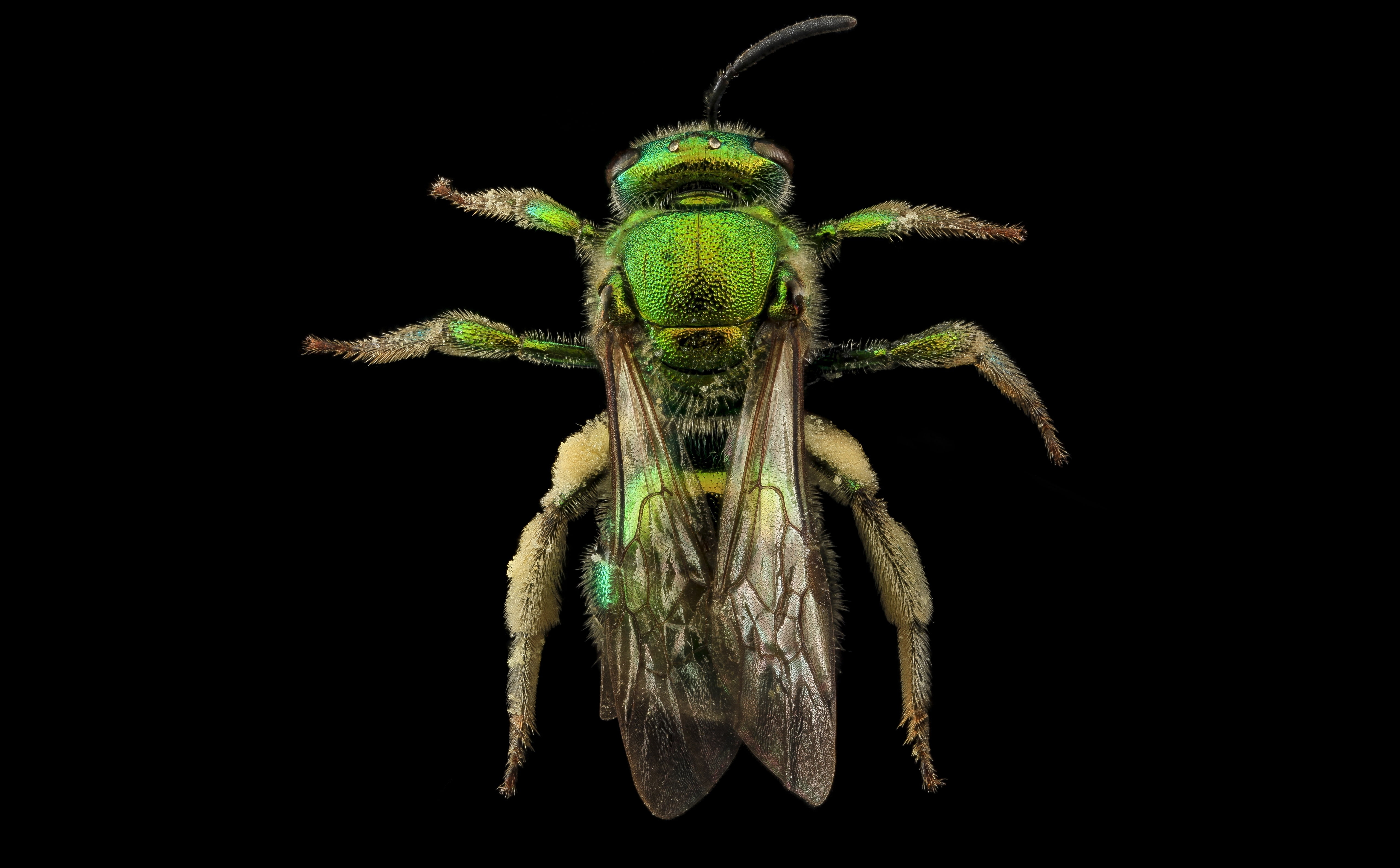 studio shot, halictidbee, indoors, metallica, Insect, pwrc, metallic, green color, bugs, bee, animal wildlife, Beautiful, Bees, animal themes, halictid, HD Wallpaper