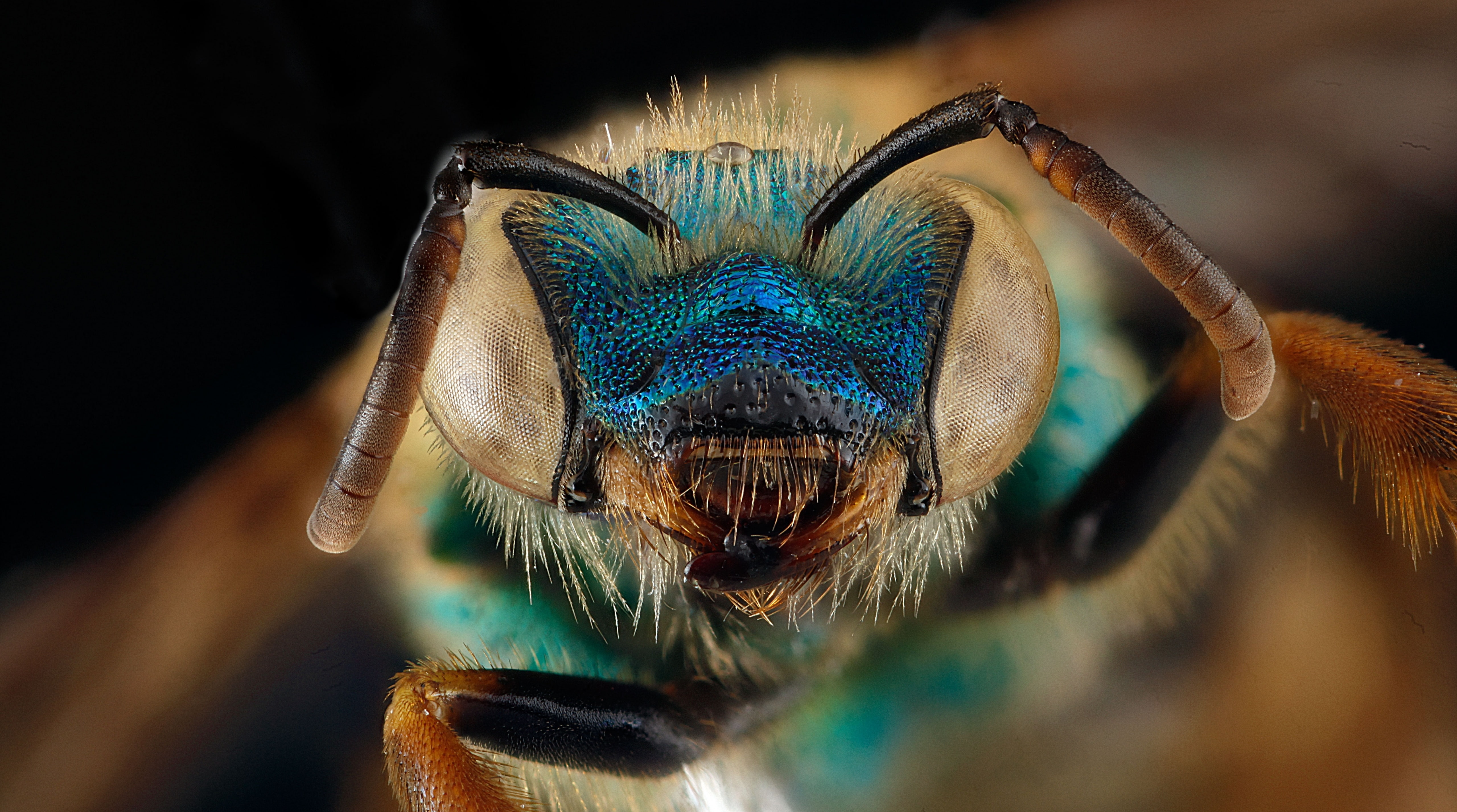 anthophila, Florida, metallic, green, droege, halictinae, looking at camera, halictini, agapostemonsplendens, one animal, aculeata, sensoryorgans, Female, HD Wallpaper