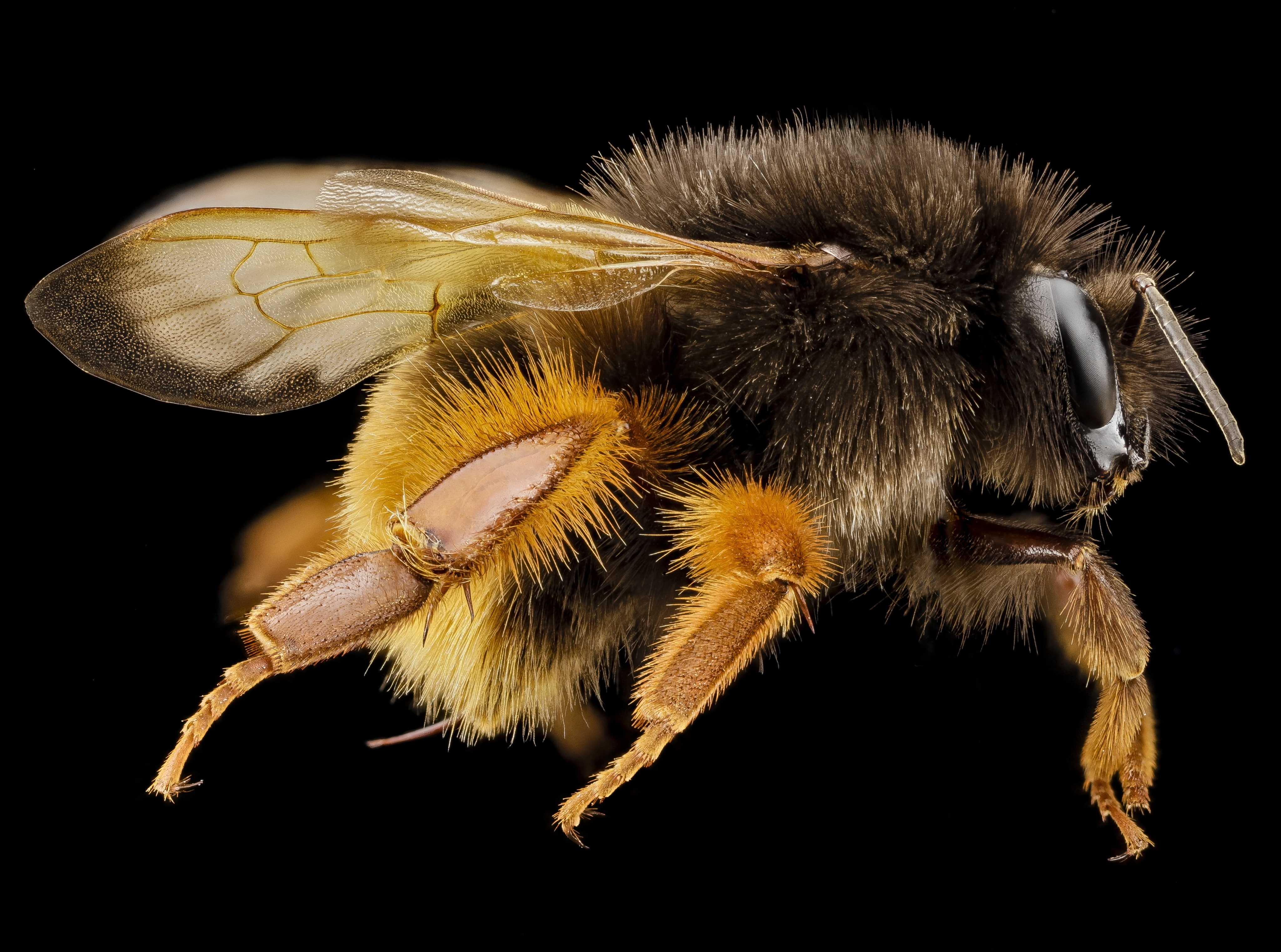 anthophila, zerenestacker, animal eye, florescent, invertebrate, florescentorange, formosa, arthropod, animal hair, close-up, taxonomy, pollinator, Photography, HD Wallpaper