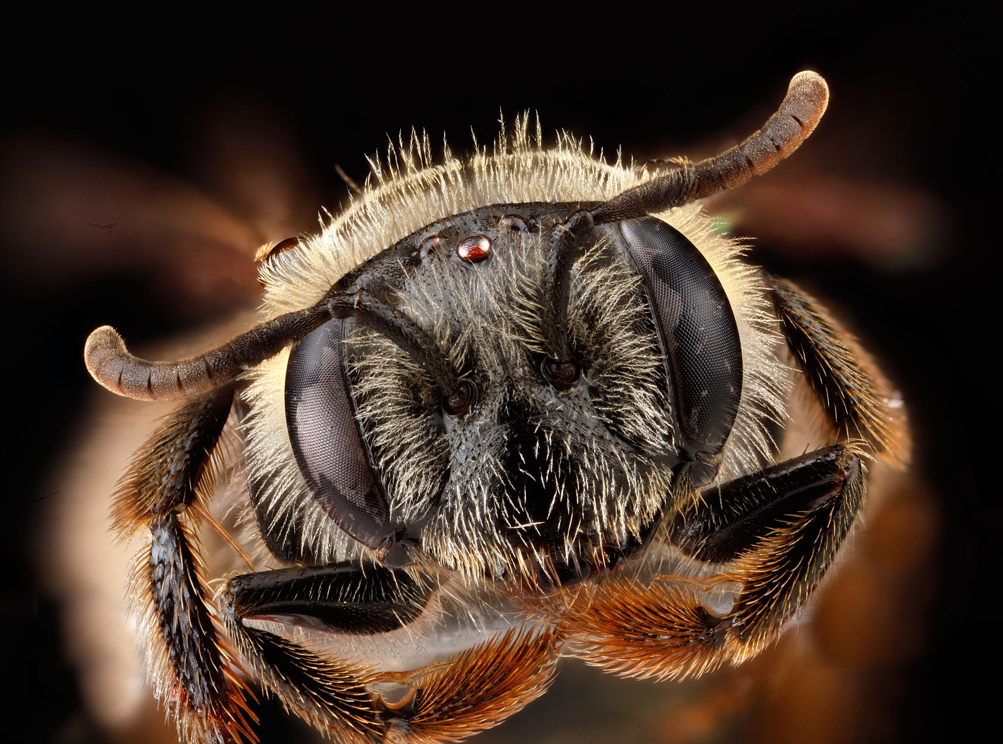 sensoryorgans, andrenafragilis, fragilis, focus on foreground, compoundeye, animal mouth, animals in the wild, Macro, close-up, Insect, maryland, droege, HD Wallpaper