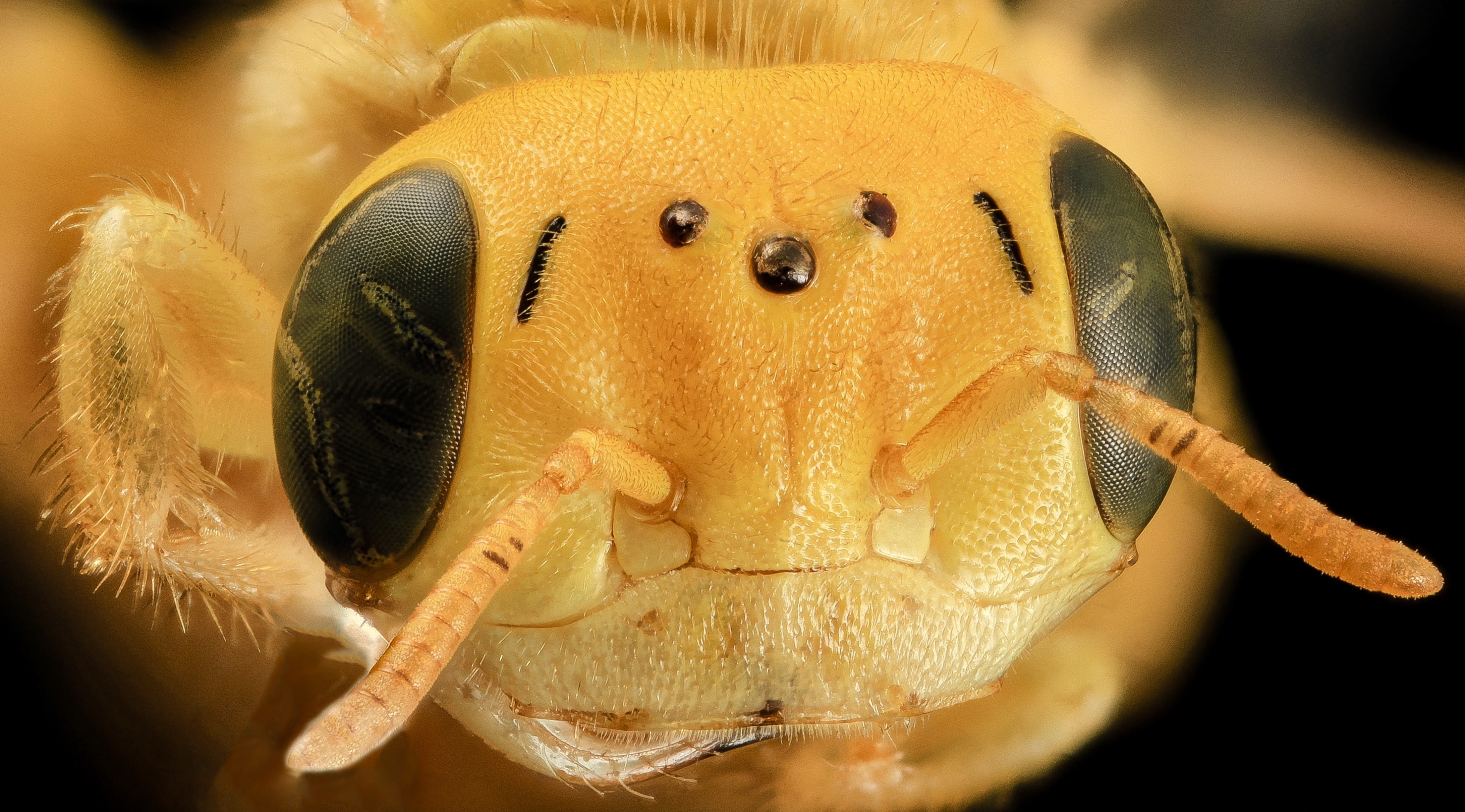 human representation, apoidea, stackshot, vertebrate, animal body part, bee, food, mammal, toy, andrenidae, focus on foreground, macro, close-up, representation, HD Wallpaper