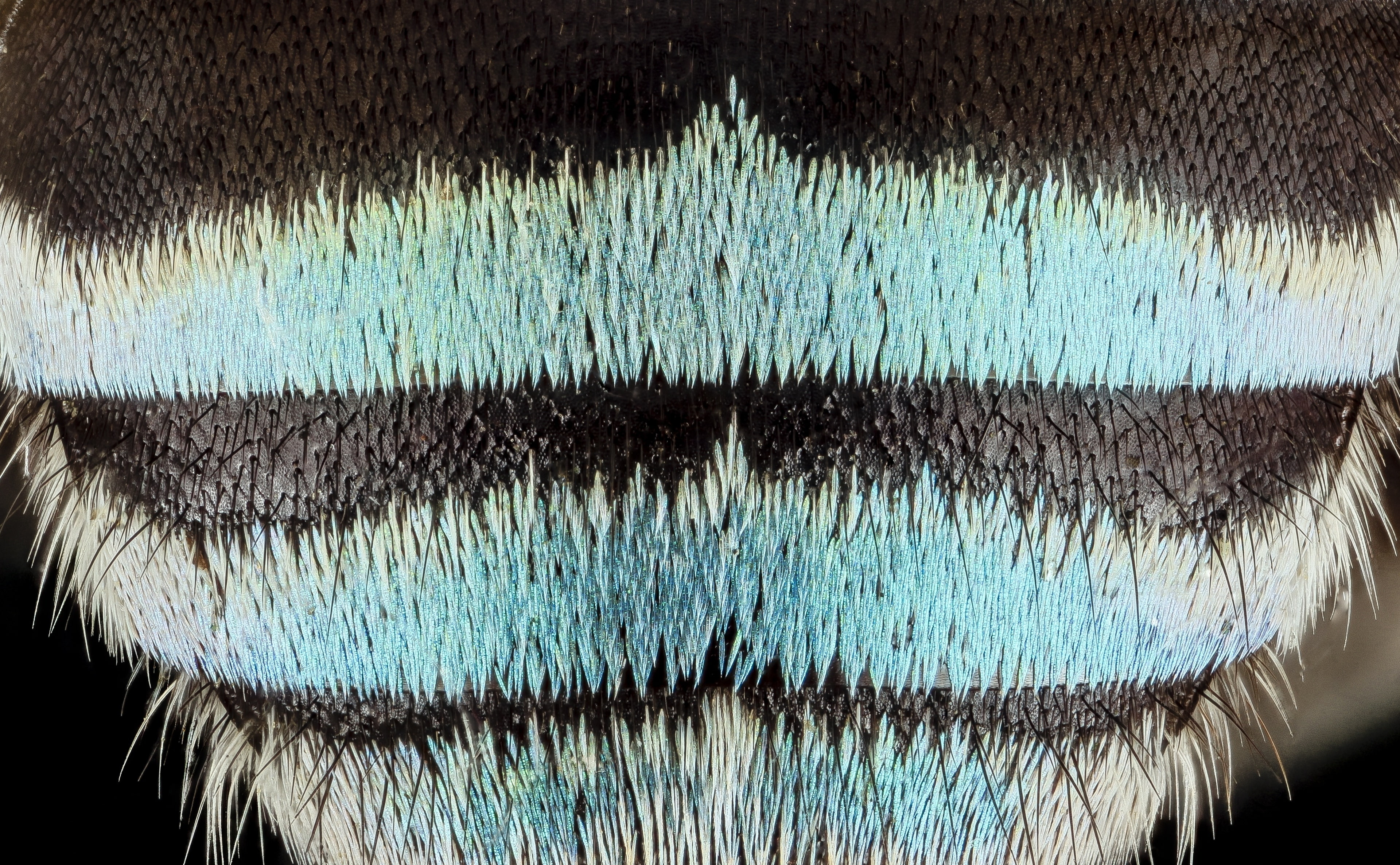 batra, full frame, textile, backgrounds, macro, apinae, animal body part, anthophila, winter, stackshot, pollinators, bee, body part, blue, pattern, skin, HD Wallpaper