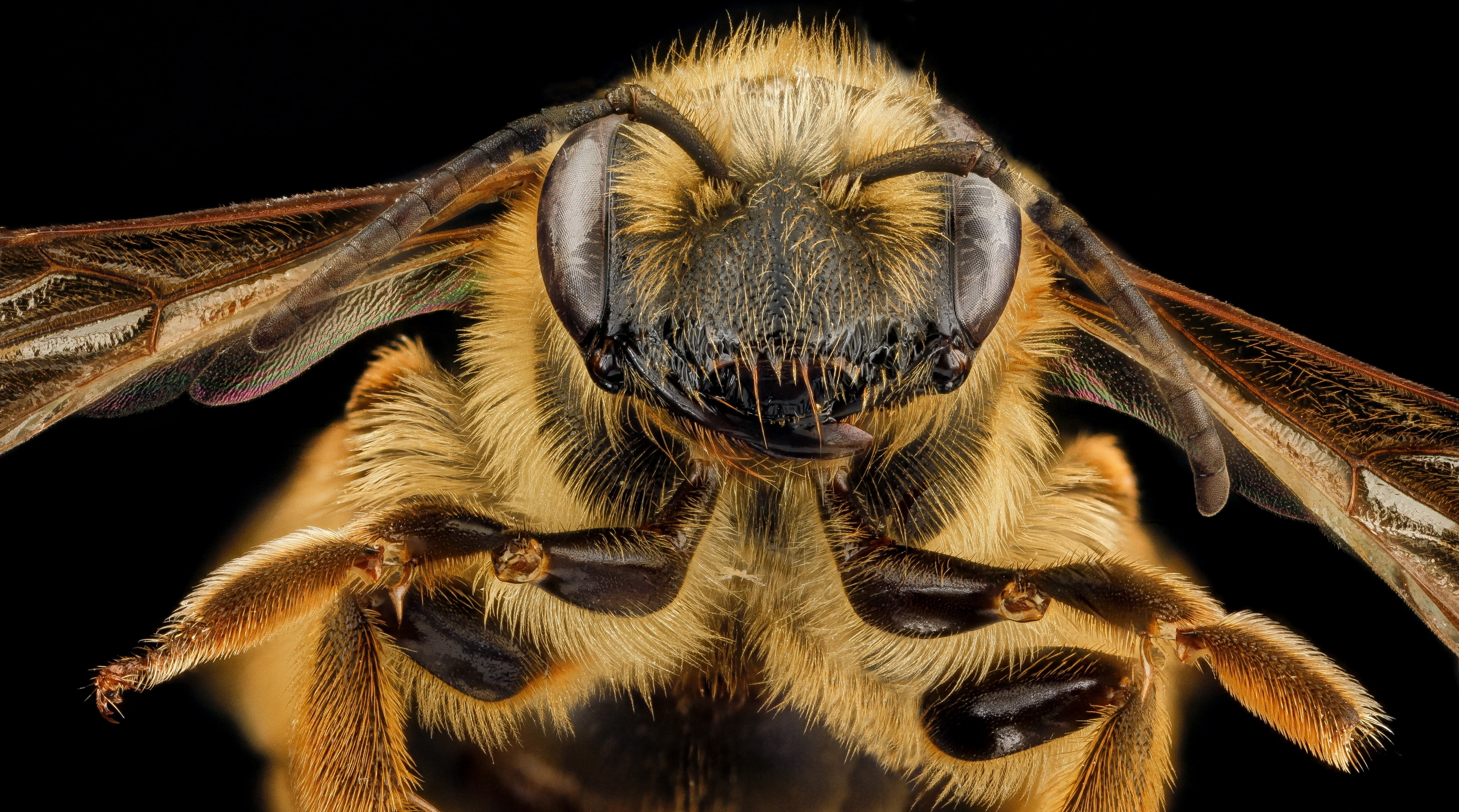 macro, miningbee, animals in the wild, close-up, Bees, portrait, Insect, andrena, animalia, mining, andrenidae, annearundelcounty, zoology, hymenoptera, HD Wallpaper
