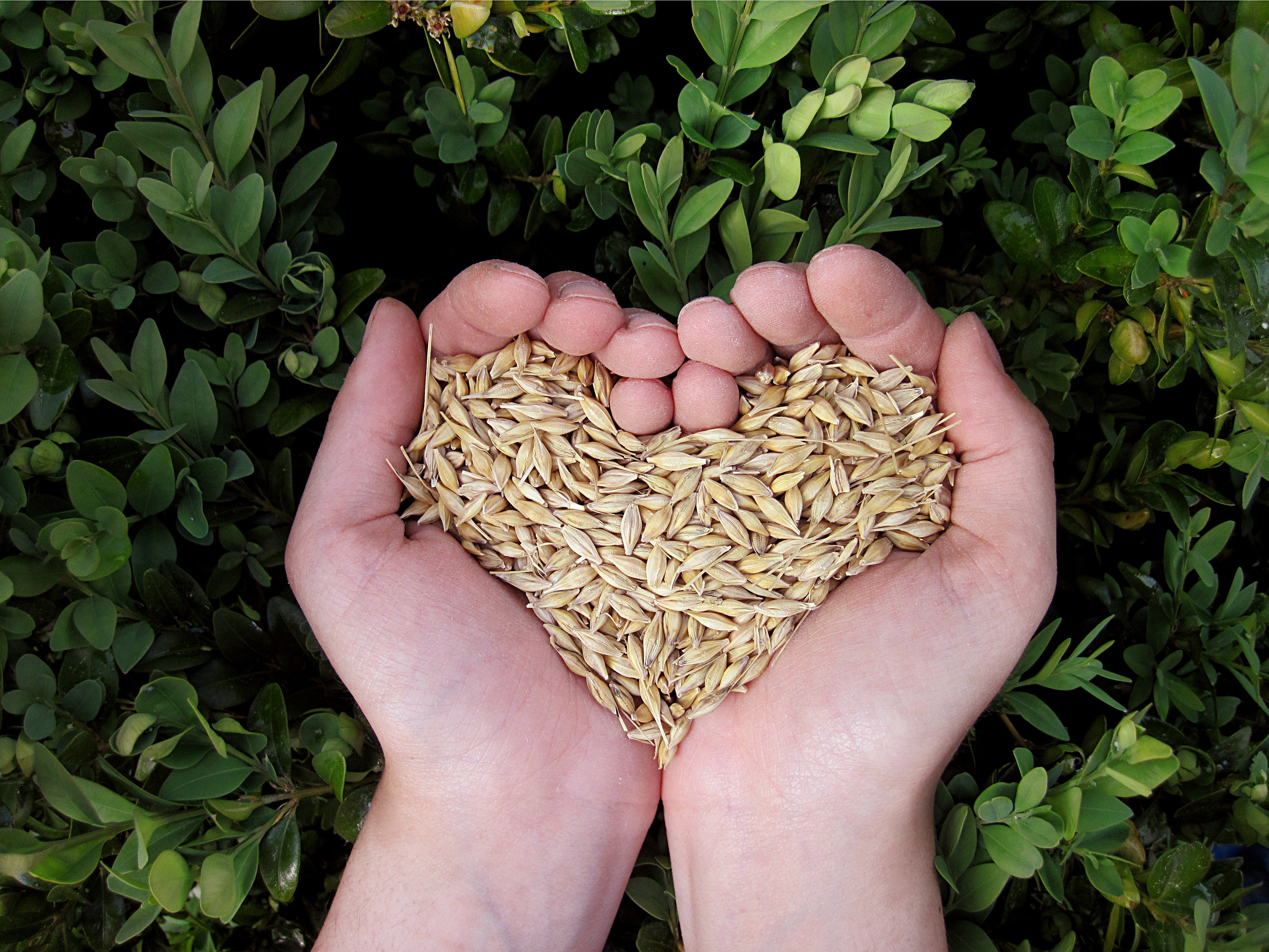 cereals, organic, hand, day, brown, leaf, 4K, eat, human body part, unrecognizable person, food and drink, wellbeing, freshness, finger, nature, hands cupped, HD Wallpaper