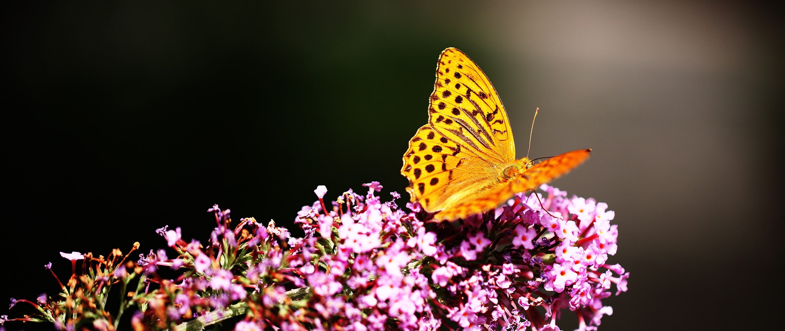 flower, purple, pollination, butterfly, flowers, petal, animal, animal wildlife, nature, close-up, no people, insect, invertebrate, vulnerability, animal themes, HD Wallpaper