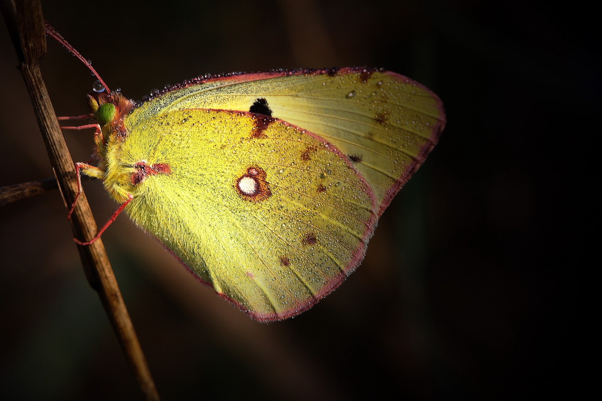beauty in nature, animal wing, close-up, animal themes, no people, macro, 1080P, outdoors, animal wildlife, animals in the wild, butterfly - insect, insect, HD Wallpaper