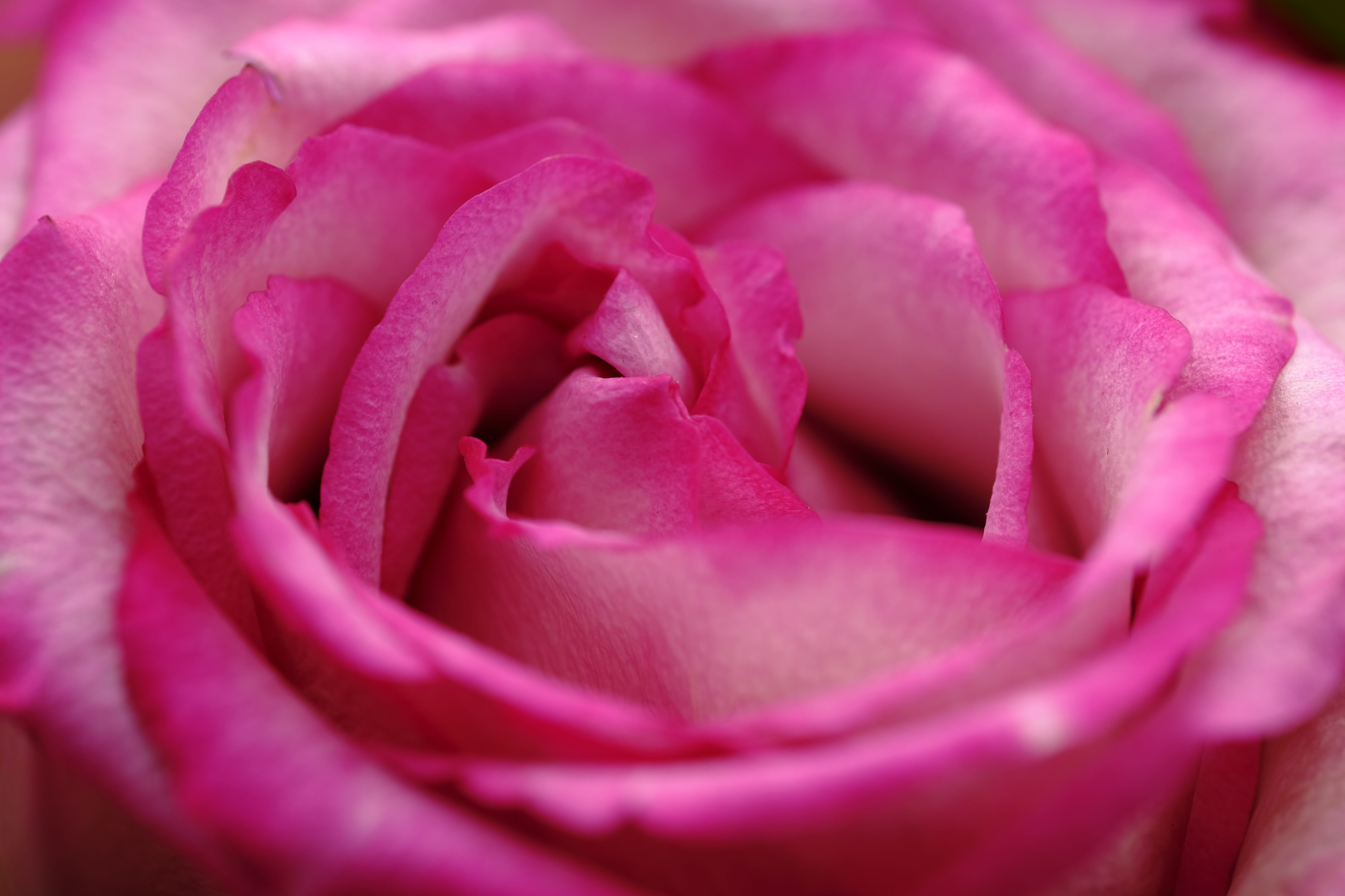 rose, thank you, mothers day, selective focus, nature, background image, bloom, petal, greeting card, growth, 5K, recognition, beauty in nature, map, extreme close-up, HD Wallpaper
