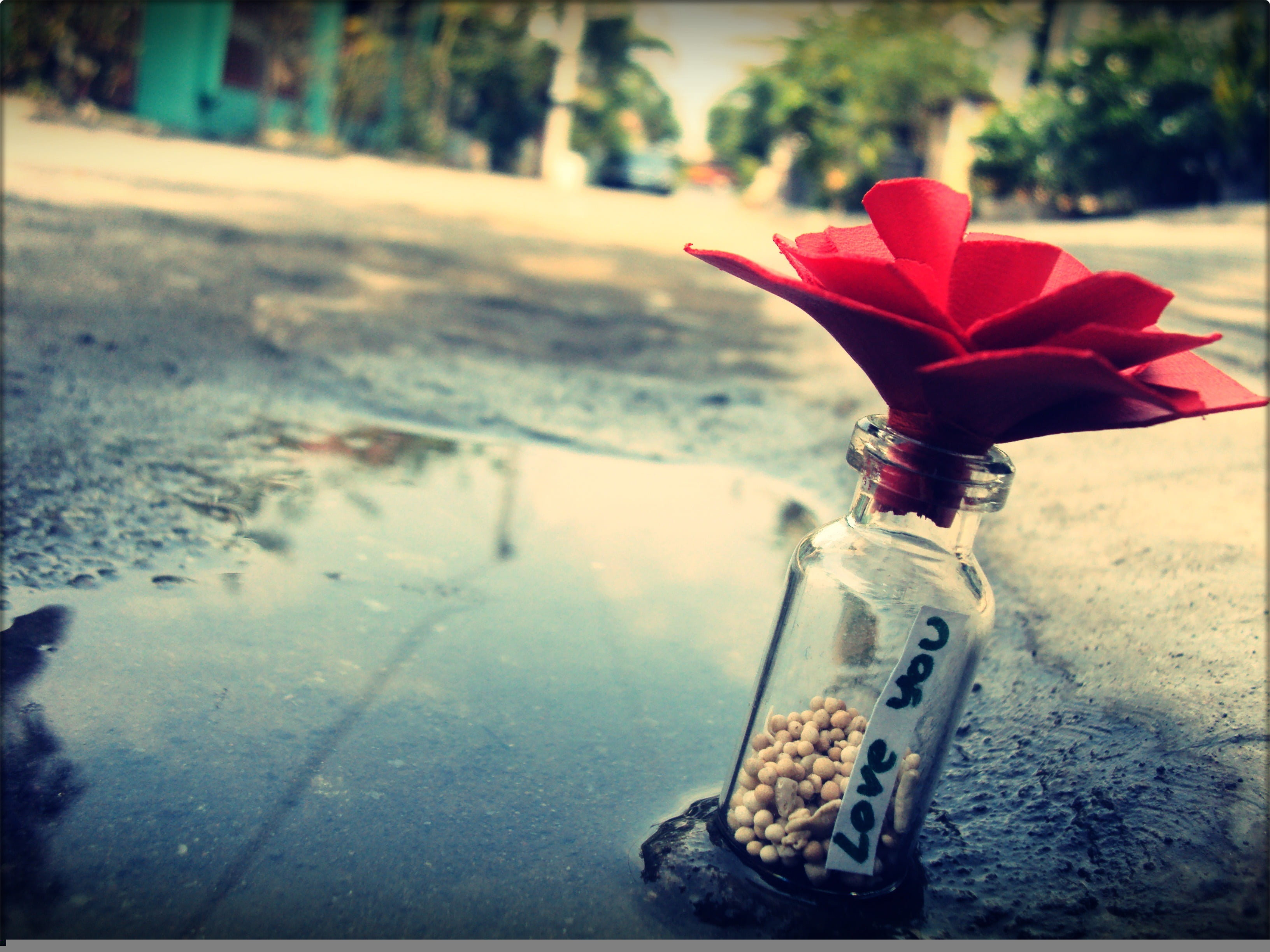 bottle, freshness, stones, gift, plant, summer, macro, single Flower, flowering plant, flower head, vulnerability, no People, red, water, yellow, rose - Flower, HD Wallpaper