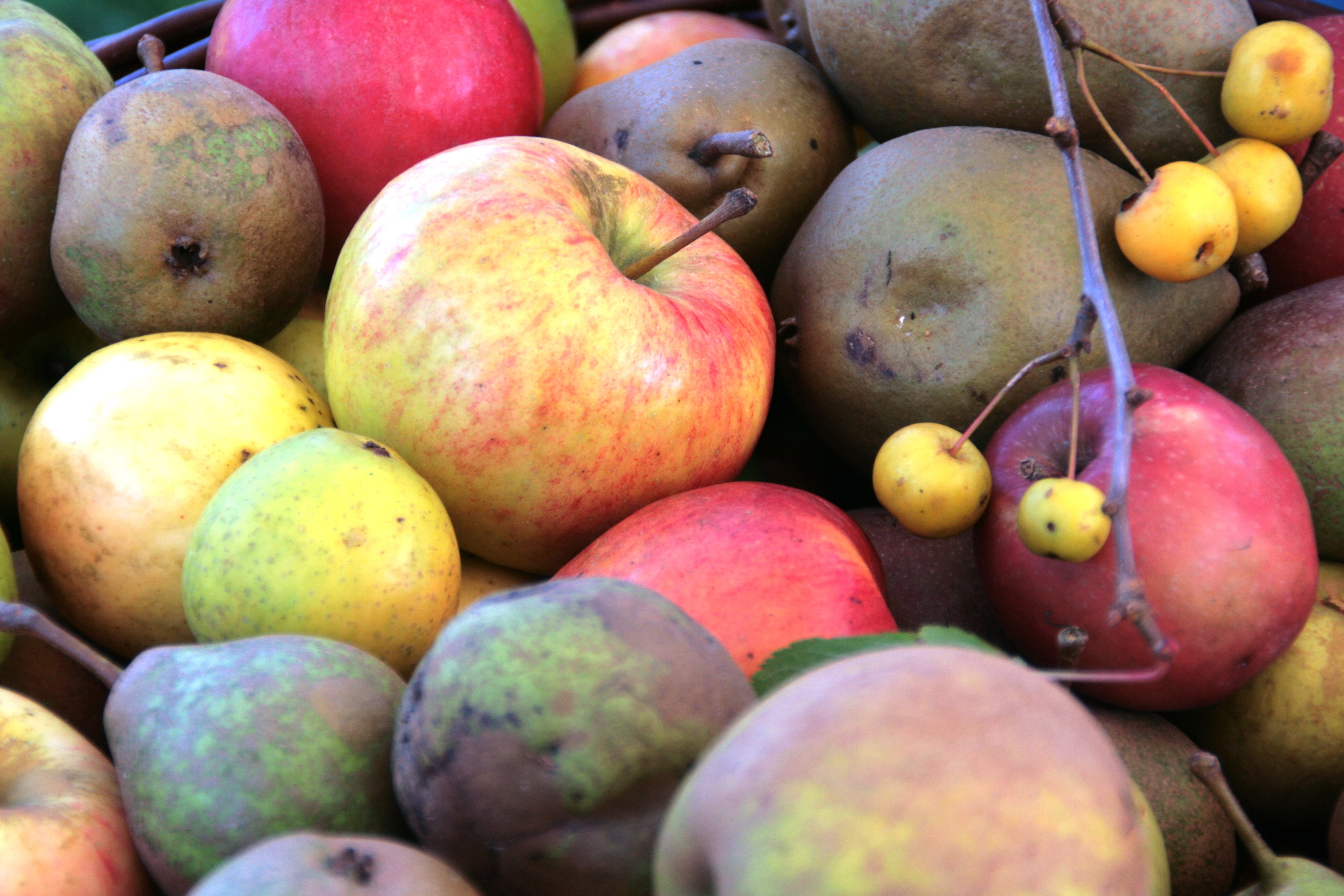 vitamin, variation, pomology, freshness, apple - fruit, high angle view, fruit, market, for sale, fruit recognition, choice, ripe, fruits, apples, healthy eating, HD Wallpaper