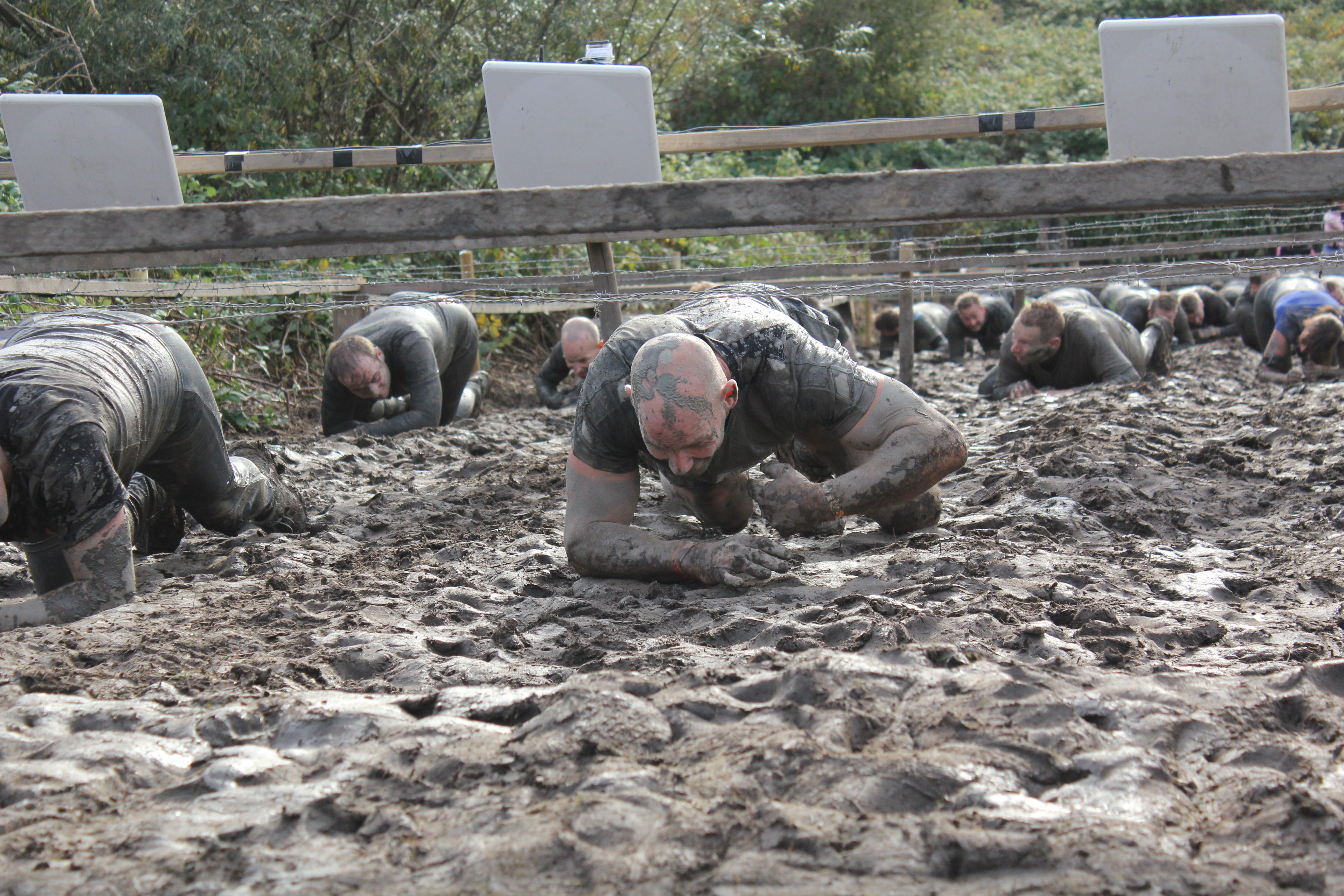 pig, mud, livestock, Dirty, medium group of animals, day, crawling, people, group of animals, designate, Sweat, working, field, domestic, herbivorous, mammal, HD Wallpaper