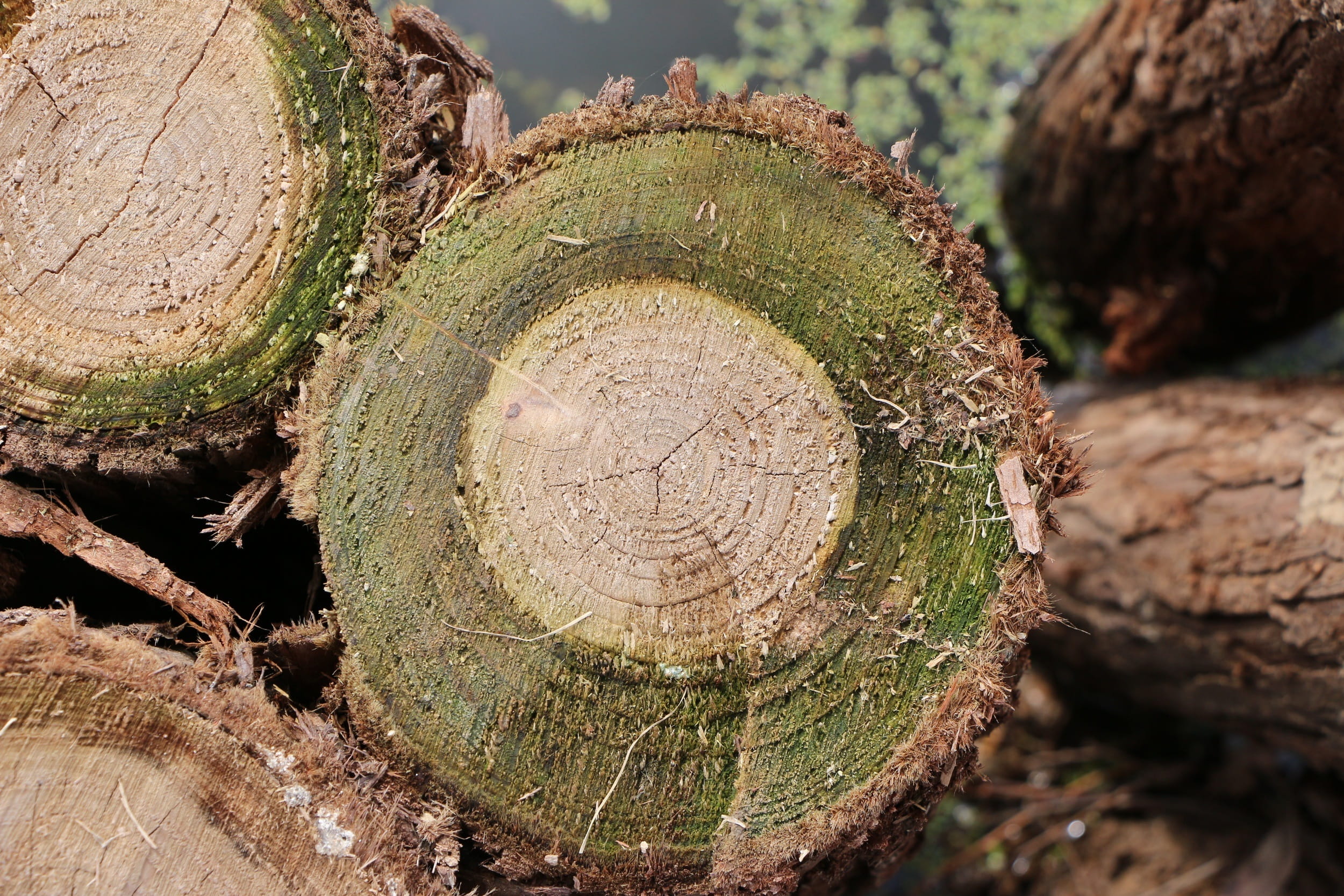 focus on foreground, tree, plant, nature, day, deforestation, close-up, textured, no people, Moss, forest, lumber industry, wood - material, tree ring, HD Wallpaper