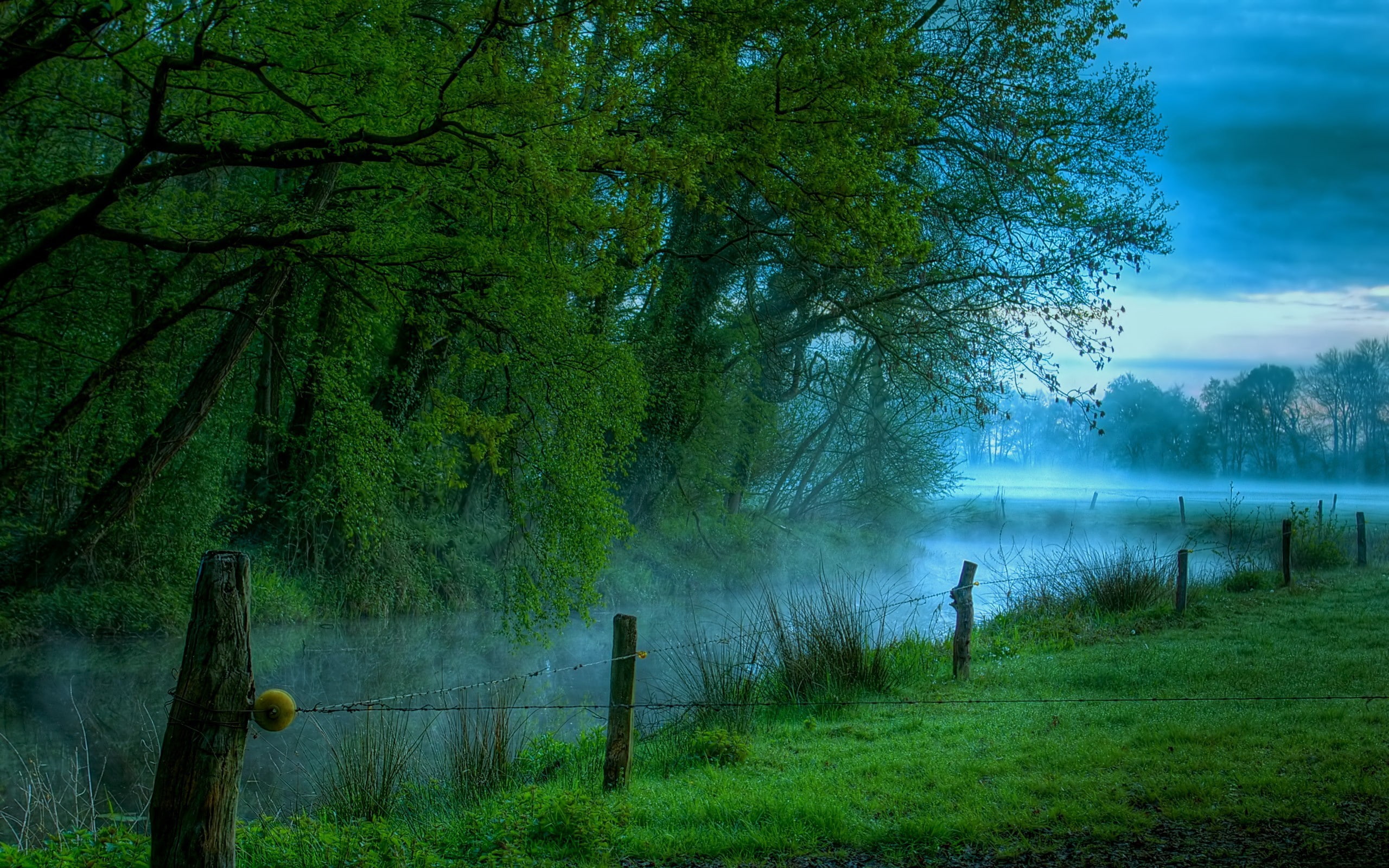 humidity, freshness, protection, morning, haze, wire, 2K, trees, stakes, HD Wallpaper