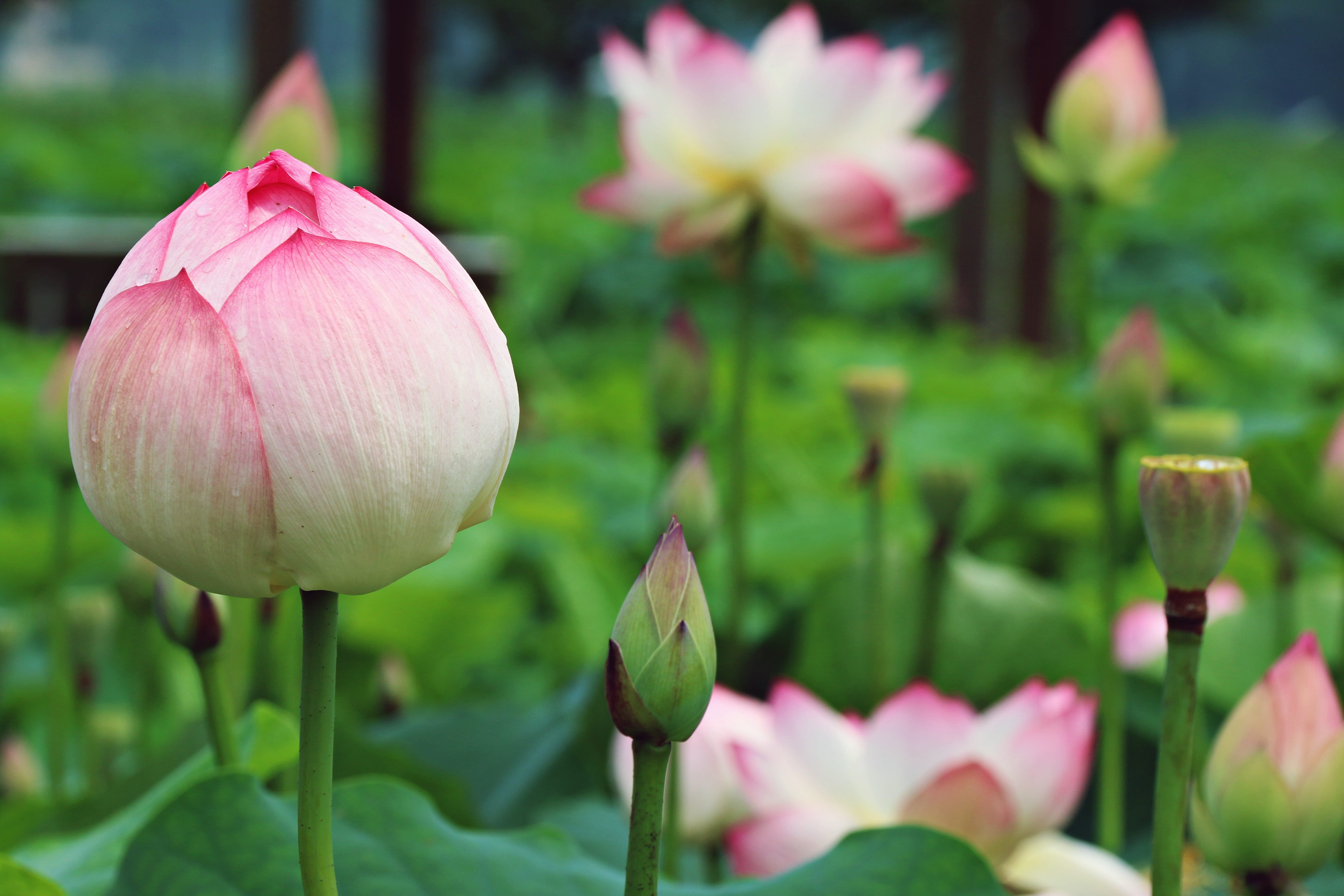 no people, foot love, water lily, homepage, softness, kite, green, first love, tulip, flower, bud, roots the plants, lotus, nature, growth, siheung, the main screen, HD Wallpaper