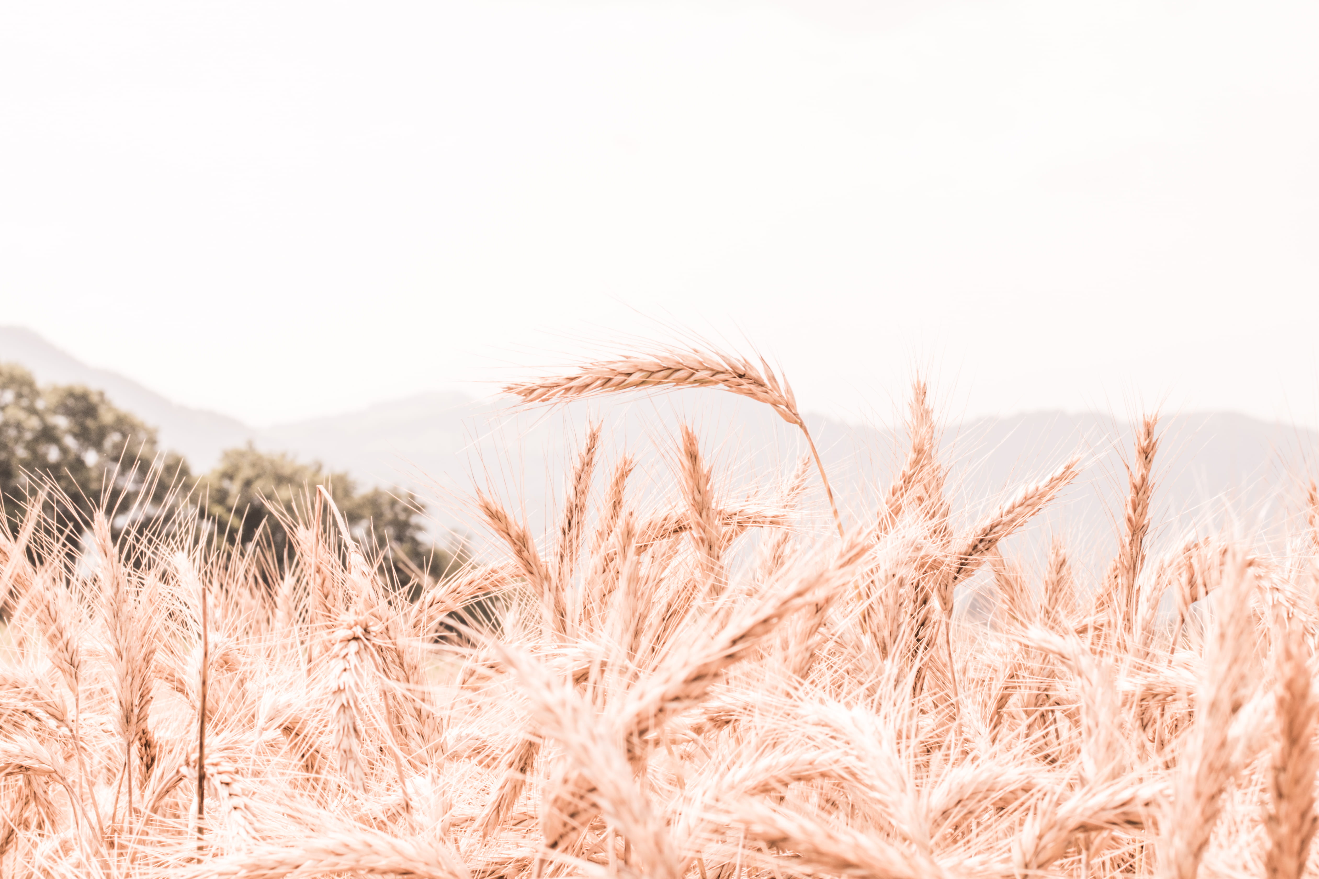 ähre, brown, ähren, corn, scenics - nature, cereal plant, wheat, plant, switzerland, landscape, reif, copy space, 4K, outdoors, farmer, view, ernten, environment, HD Wallpaper
