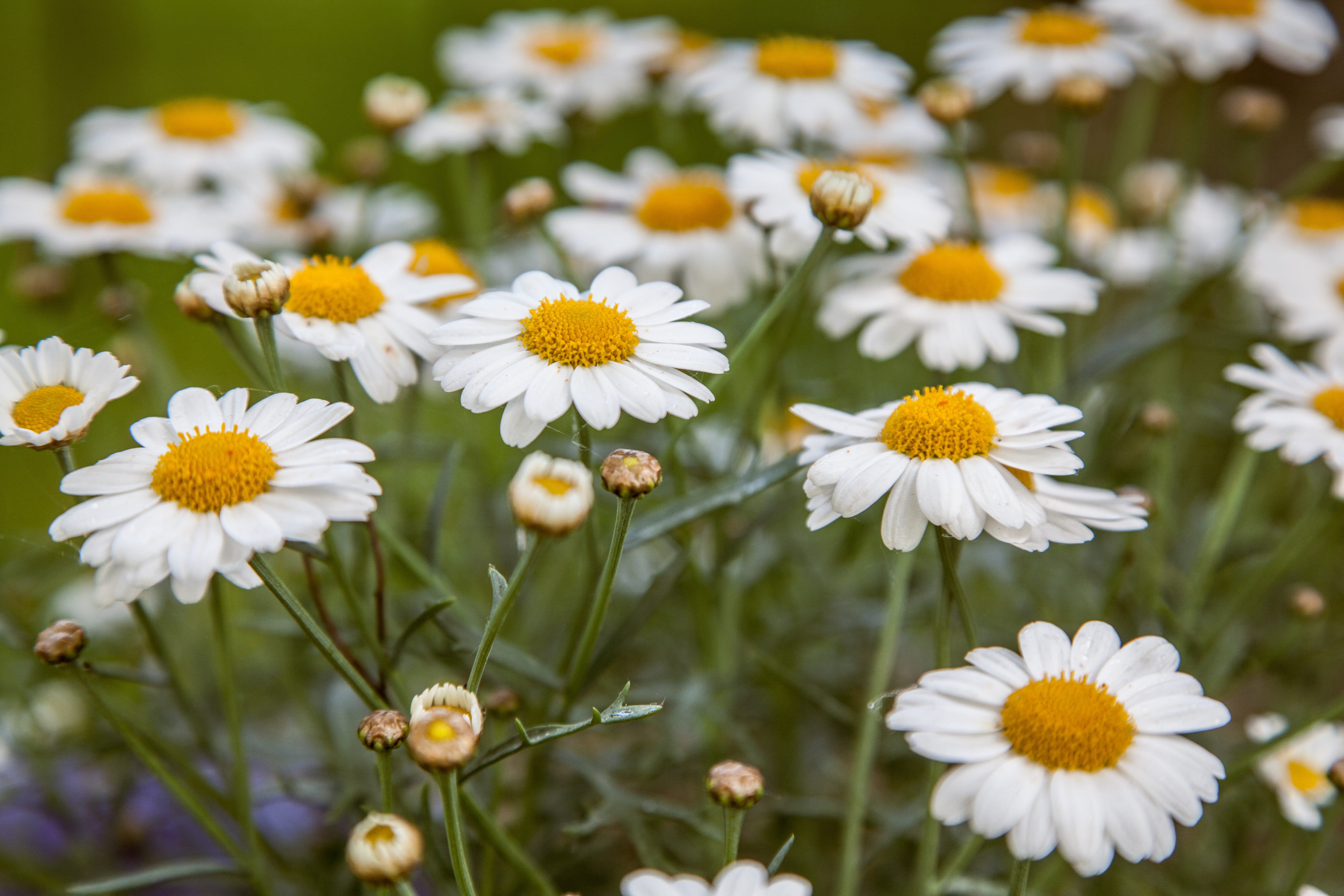 gerber, flower, flowering plant, focus on foreground, yellow, flower isolated, no people, pollen, daisies, petals, bright, plant, summertime, green, vulnerability, HD Wallpaper