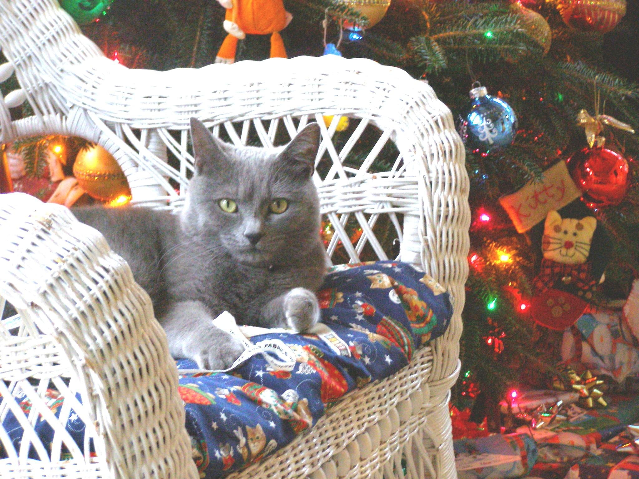 animals, christmas, forever, tree, cozy, love, 1080P, confortable, gray, miracle, one, joyful, HD Wallpaper