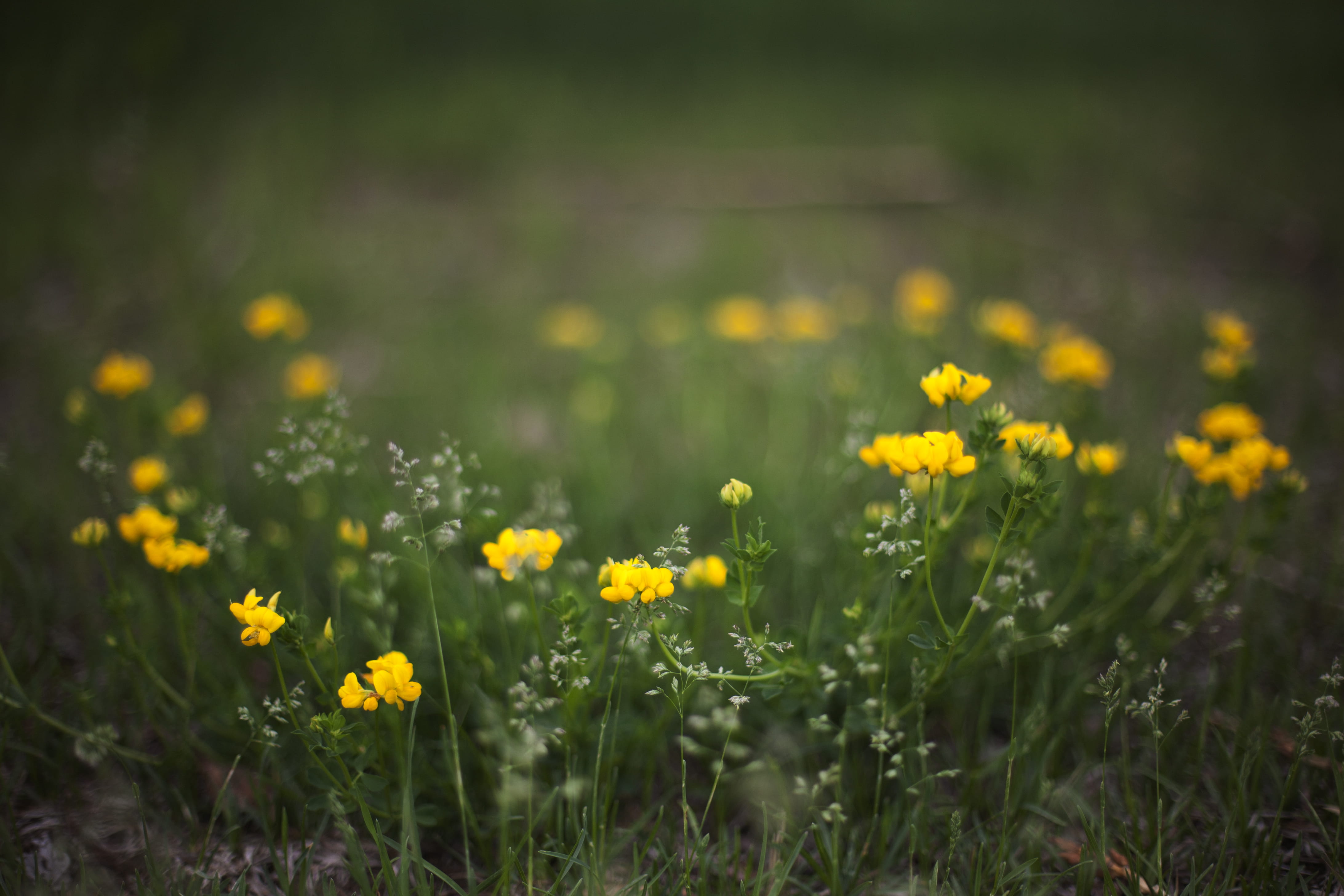 grass, nature, vulnerability, selective focus, flowers, plant, environment, fragility, springtime, flowering plant, joyful, yellow, flower head, day, 4K, HD Wallpaper