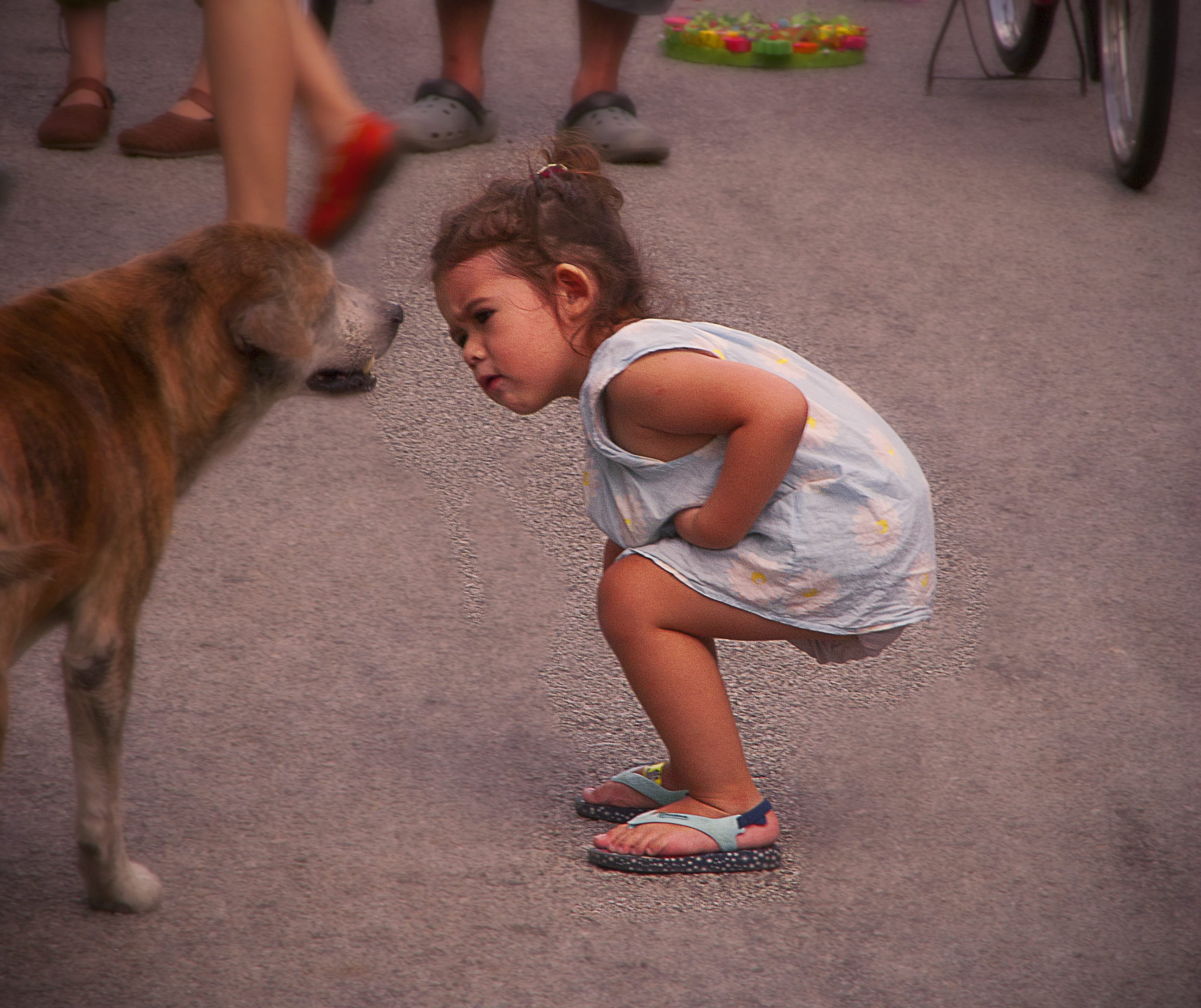 enjoy, dog, vertebrate, cute, sleeveless, love, happiness, curiosity, leisure activity, one animal, day, sweet, baby, toddler, pets, street photography, HD Wallpaper