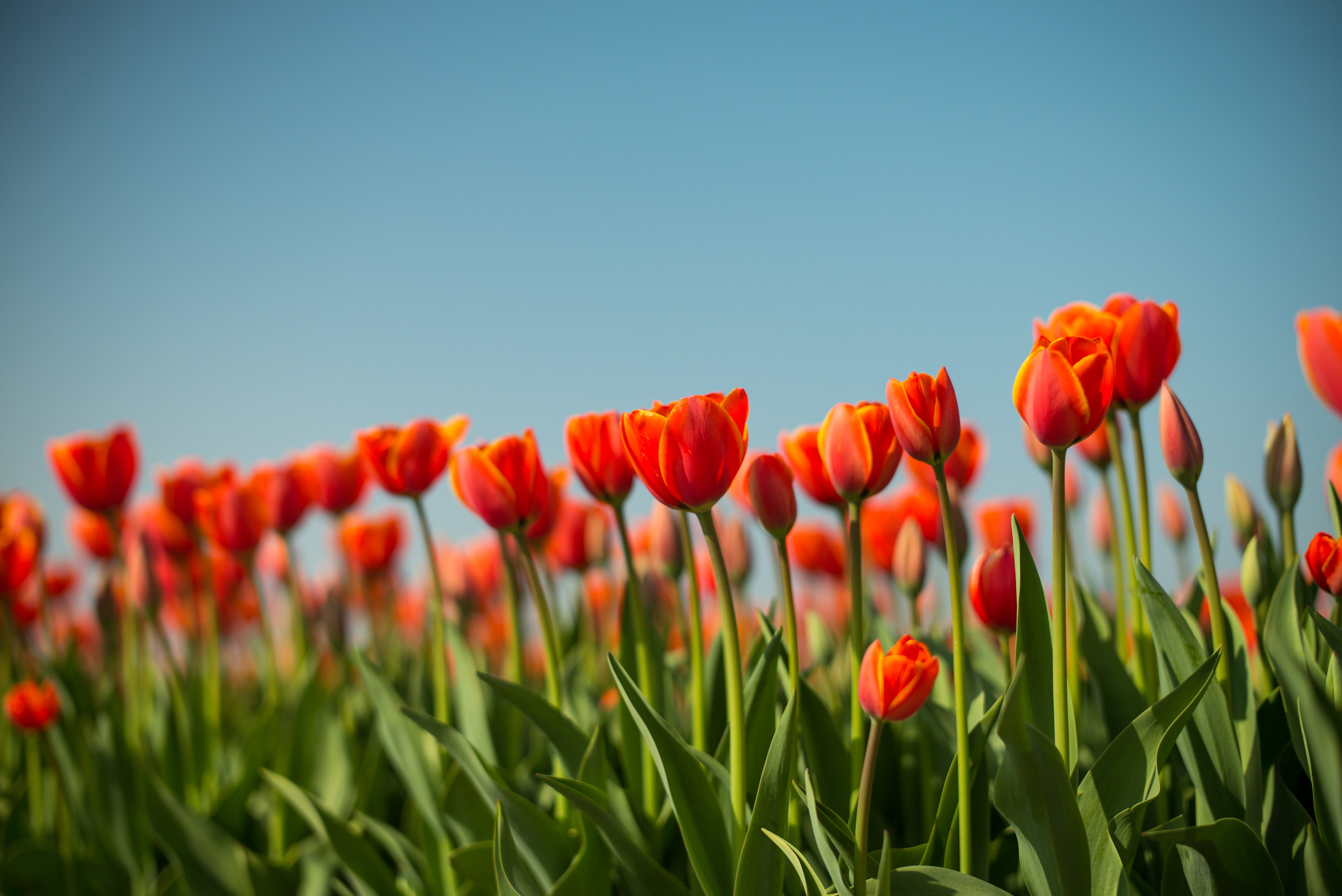 red, yellow, agribusiness, Leica  M, flowers, sky, meadow, beauty In Nature, flowerbed, vibrant Color, flower  fields, jarni, green Color, agriculture, HD Wallpaper