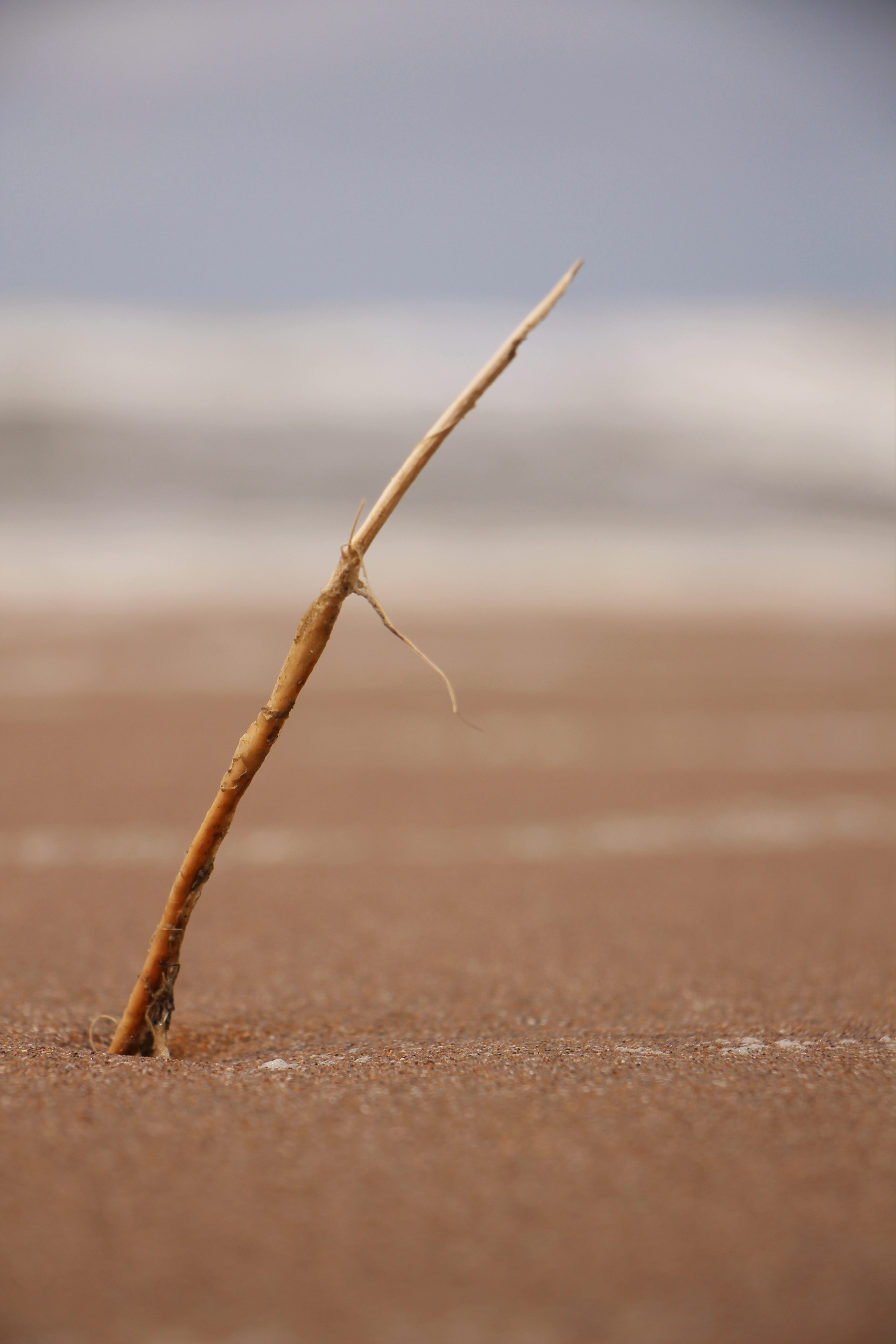 landscape, no people, copy space, beach, 5K, land, animal, wood - material, arid climate, desert, textile, climate, sand, single object, environment, nature, Phone HD Wallpaper