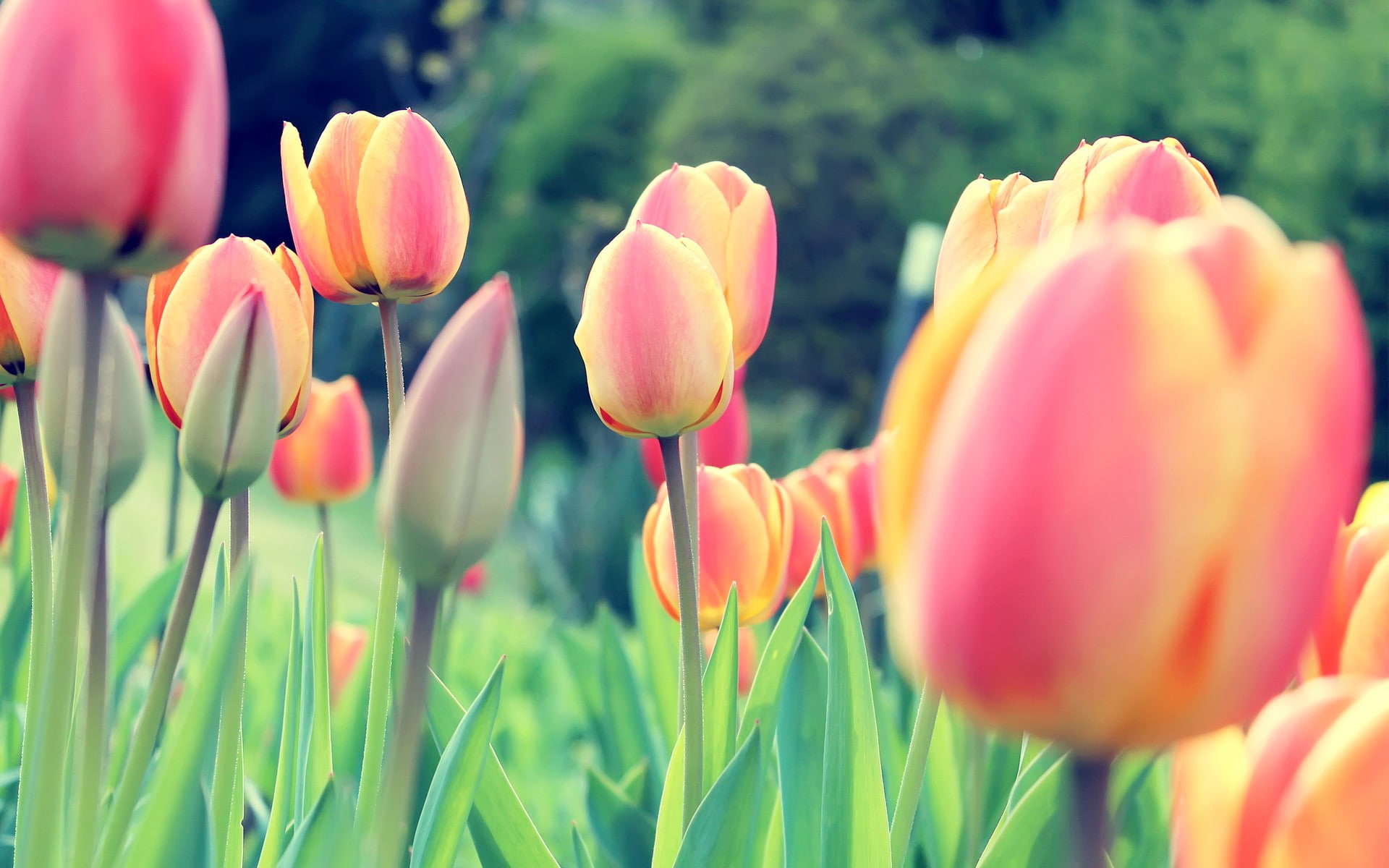 tulip, beauty in nature, Netherlands, growth, green color, flower arrangement, petal, Dutch, outdoors, clovers, pink color, flowers, freshness, 1080P, HD Wallpaper
