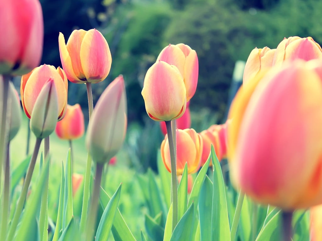 close-up, outdoors, Dutch, vulnerability, beauty in nature, flower, 480P, selective focus, no people, ornamental garden, field, freshness, fragility, red, HD Wallpaper