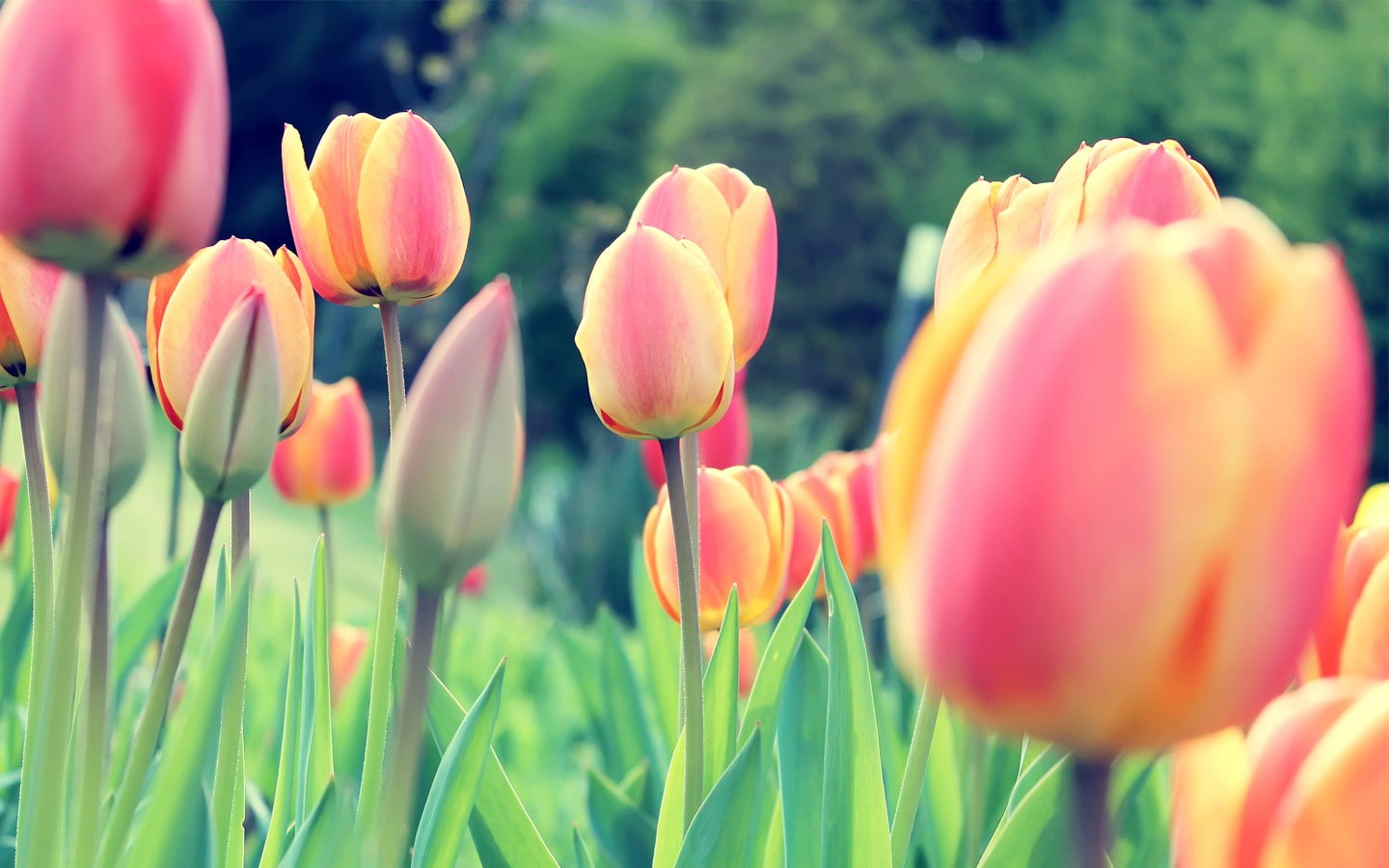 plant, pink color, nature, bunch of flowers, freshness, fragility, tulips, growth, flower, 720P, petal, plants, flowerbed, no people, multi colored, ornamental garden, HD Wallpaper