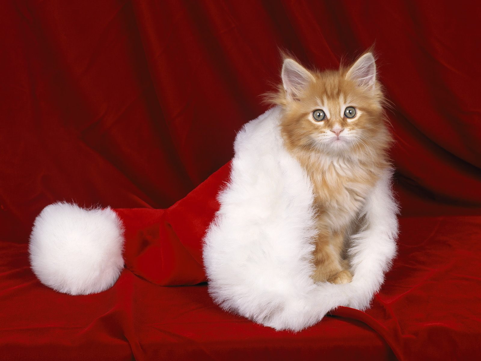 haus, white, 720P, santa, fur, long, orange, red, kitten, paws, HD Wallpaper