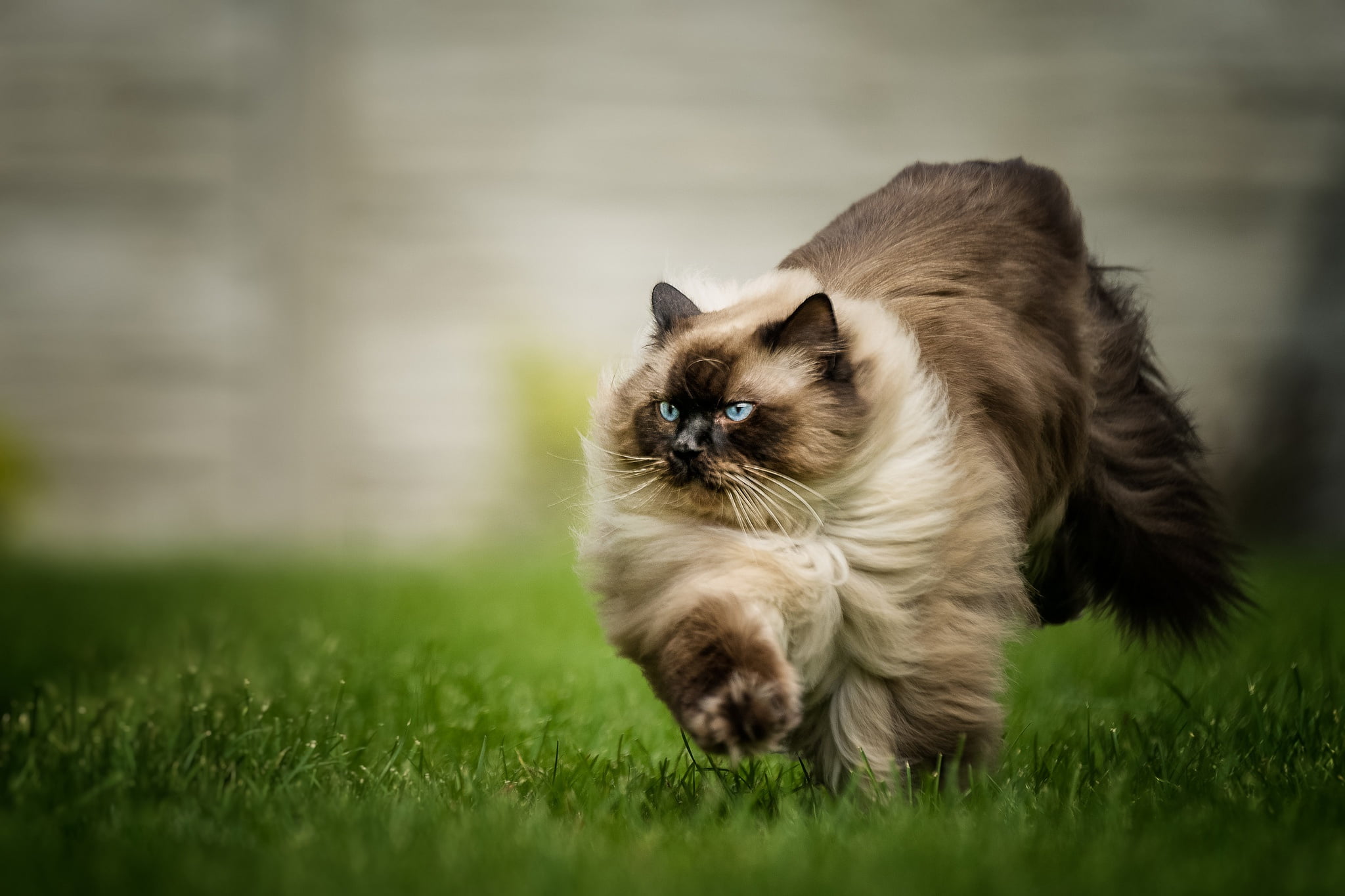 cat, look, pose, Siamese, tail, walk, ragdoll, color, fluffy, blue eyes, running, color-point, glade, 1080P, grass, HD Wallpaper
