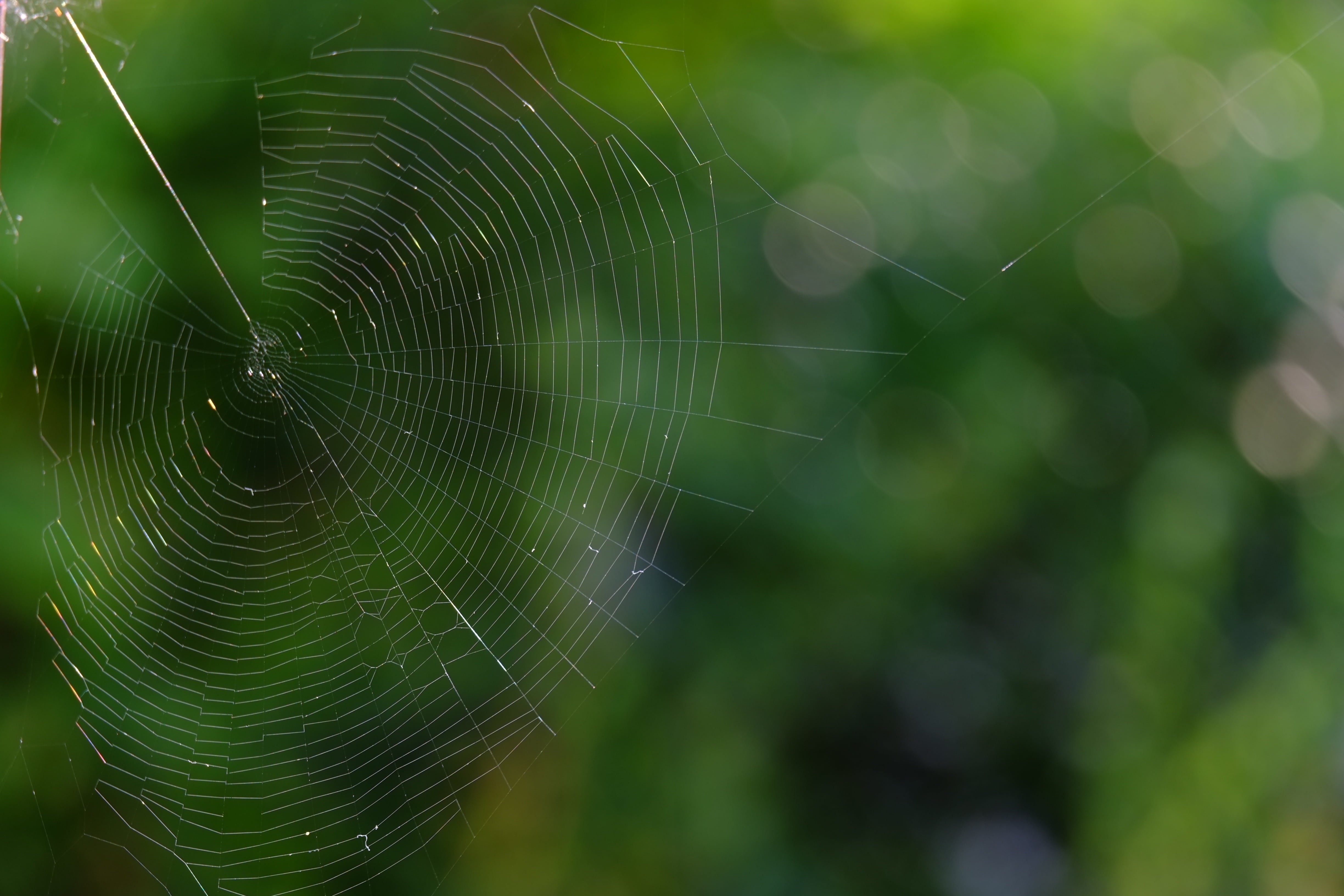 nature, work, spider, fragility, web, arthropod, beauty in nature, natural pattern, arachnid, no people, green color, close, thread, silk thread, lichtspiel, HD Wallpaper