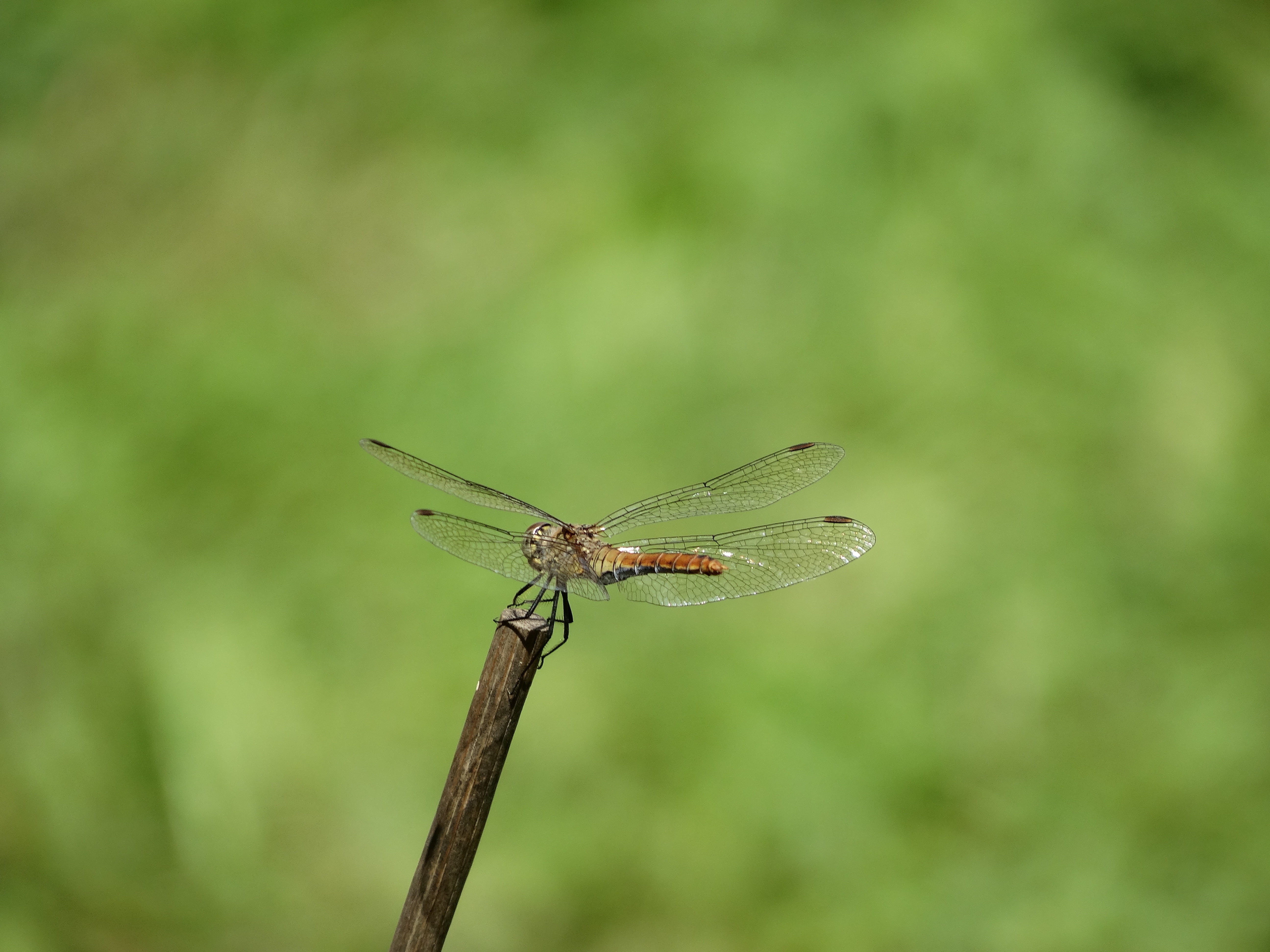 suspended, nature, close-up, day, animal wildlife, invertebrate, stick, dragonfly, animal body part, no people, animal themes, twig, animal wing, green color, HD Wallpaper