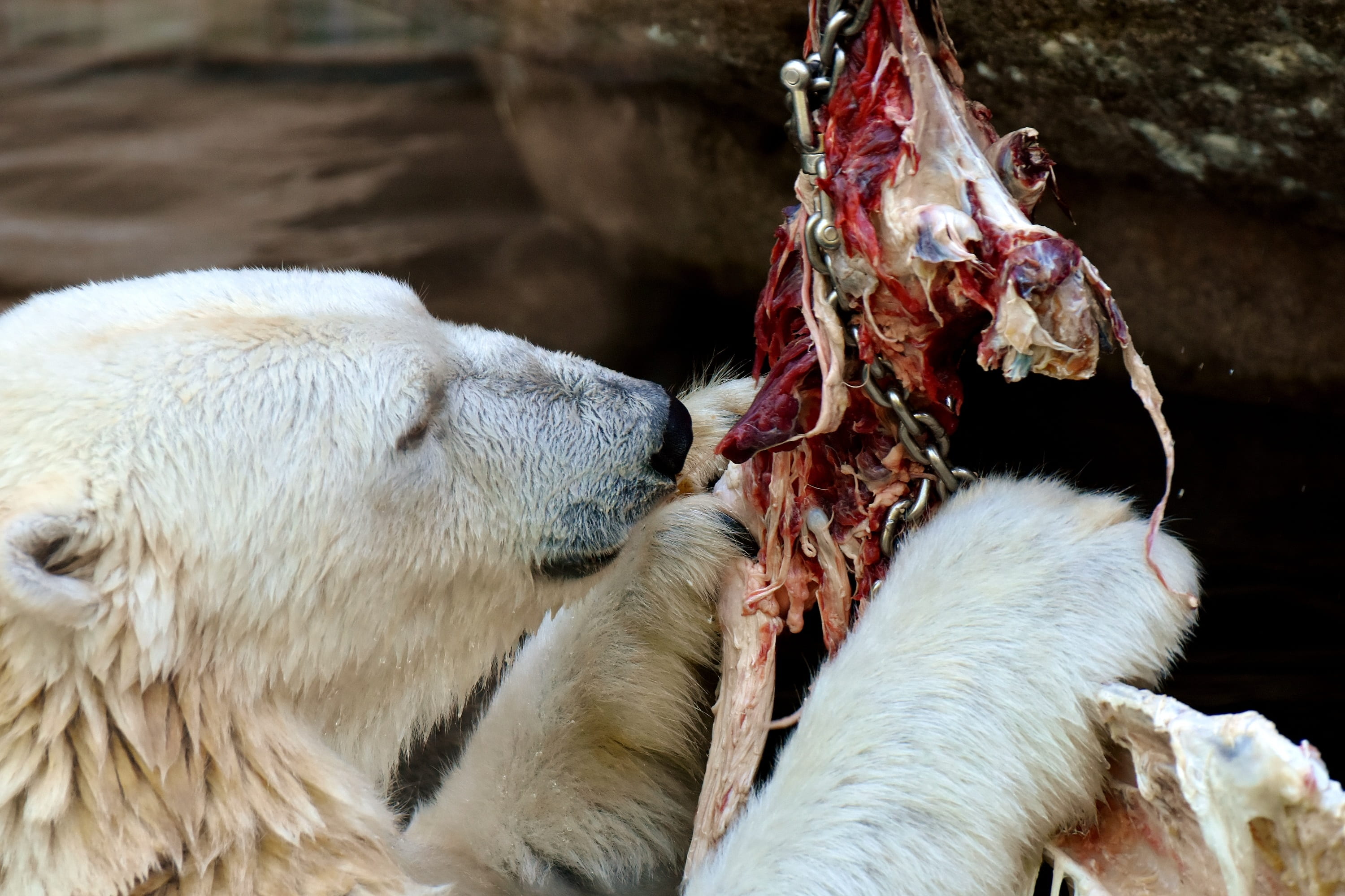 vertebrate, animal body part, no people, fresh meat, eat, animal head, animal, 2K, eating, livestock, meat, domestic animals, close-up, polar bear, feeding, HD Wallpaper