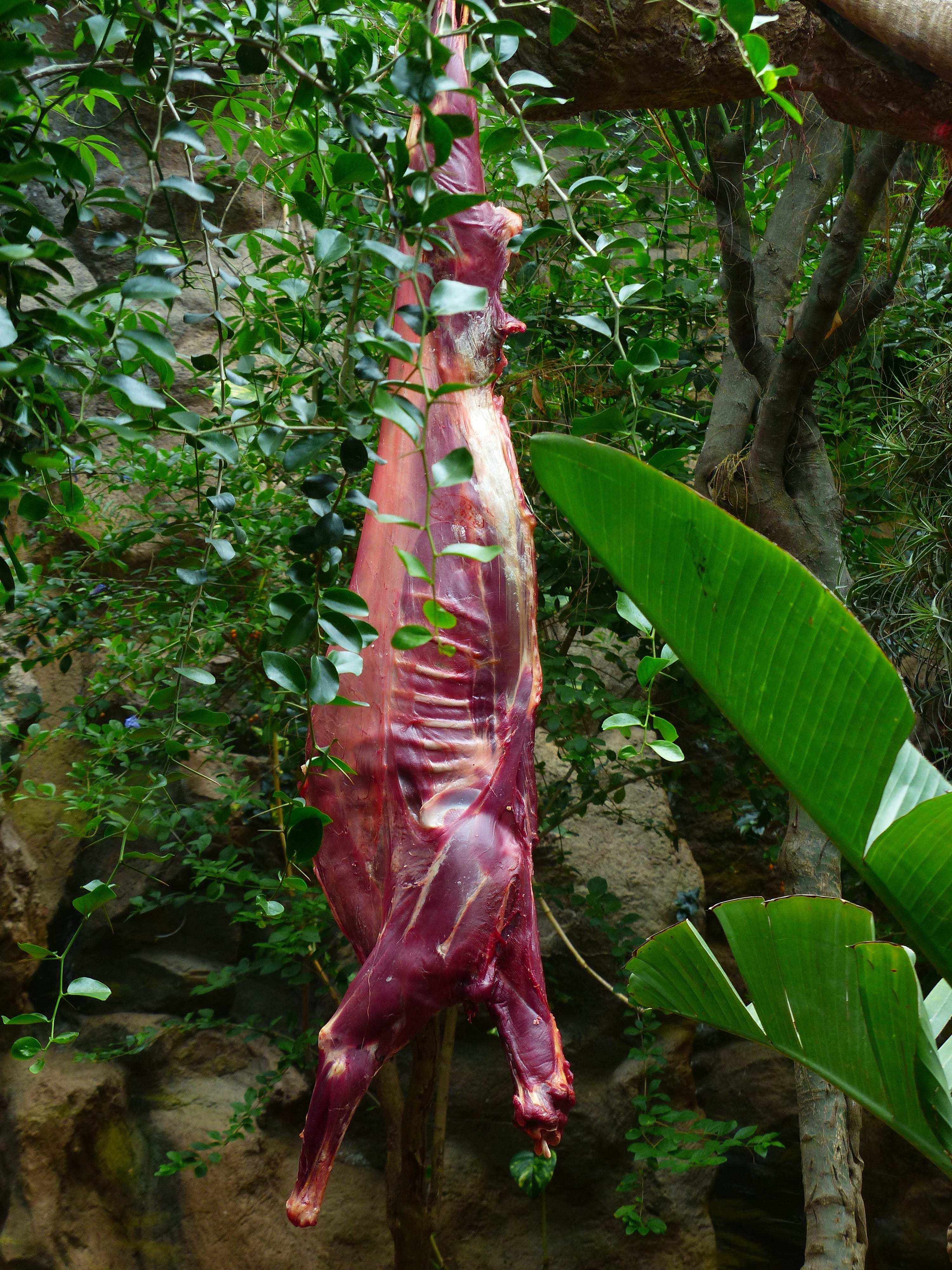 nature, to the bite, animal carcasses, eat, freshness, predator feeding, 4K, beauty in nature, animal wildlife, enclosure, full body feeding, green color, Phone HD Wallpaper