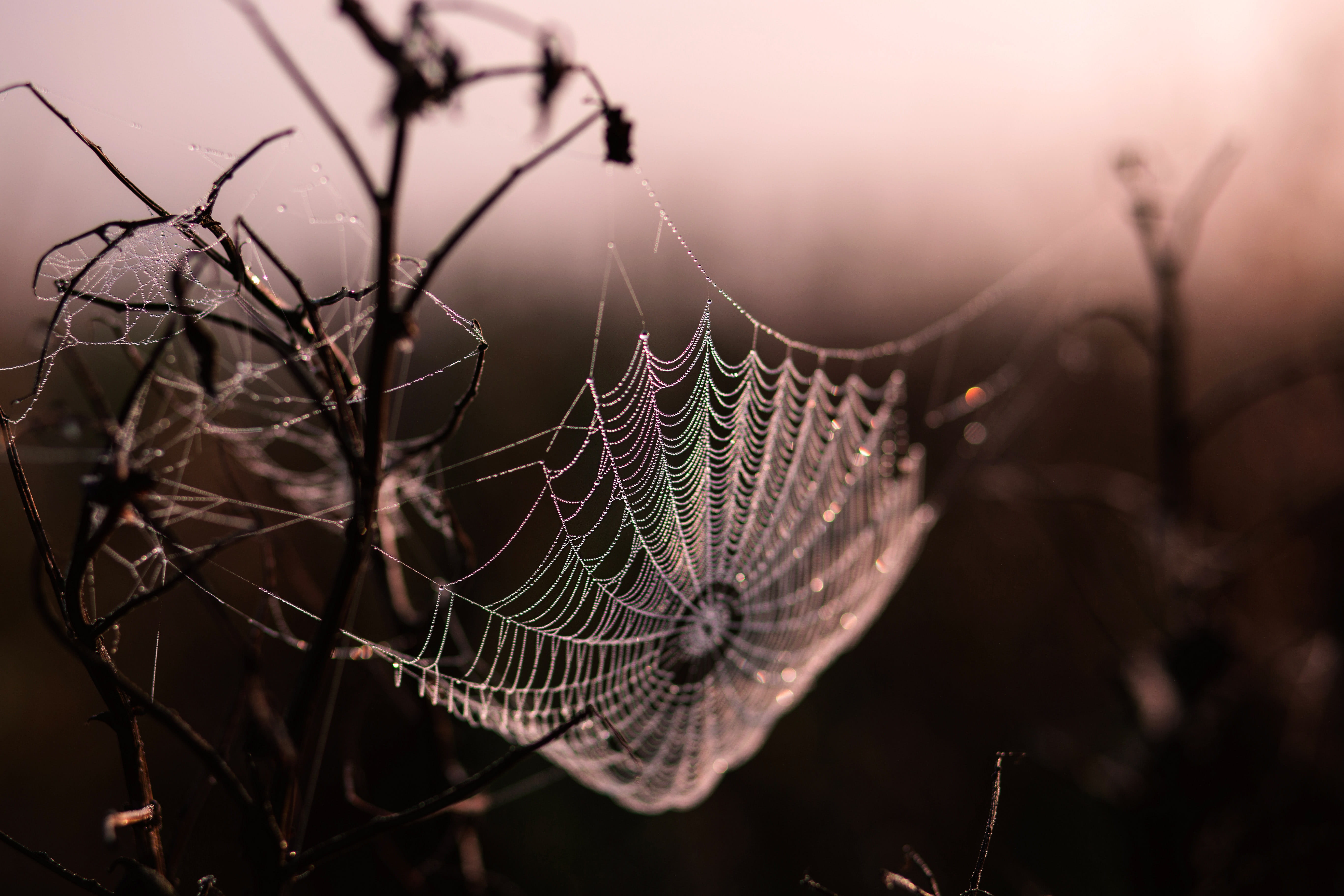 tree, tranquility, complexity, Suspended, day, Spider Web, close-up, fragility, spider, outdoors, bare tree, branches, sky, twig, web, animal wildlife, HD Wallpaper
