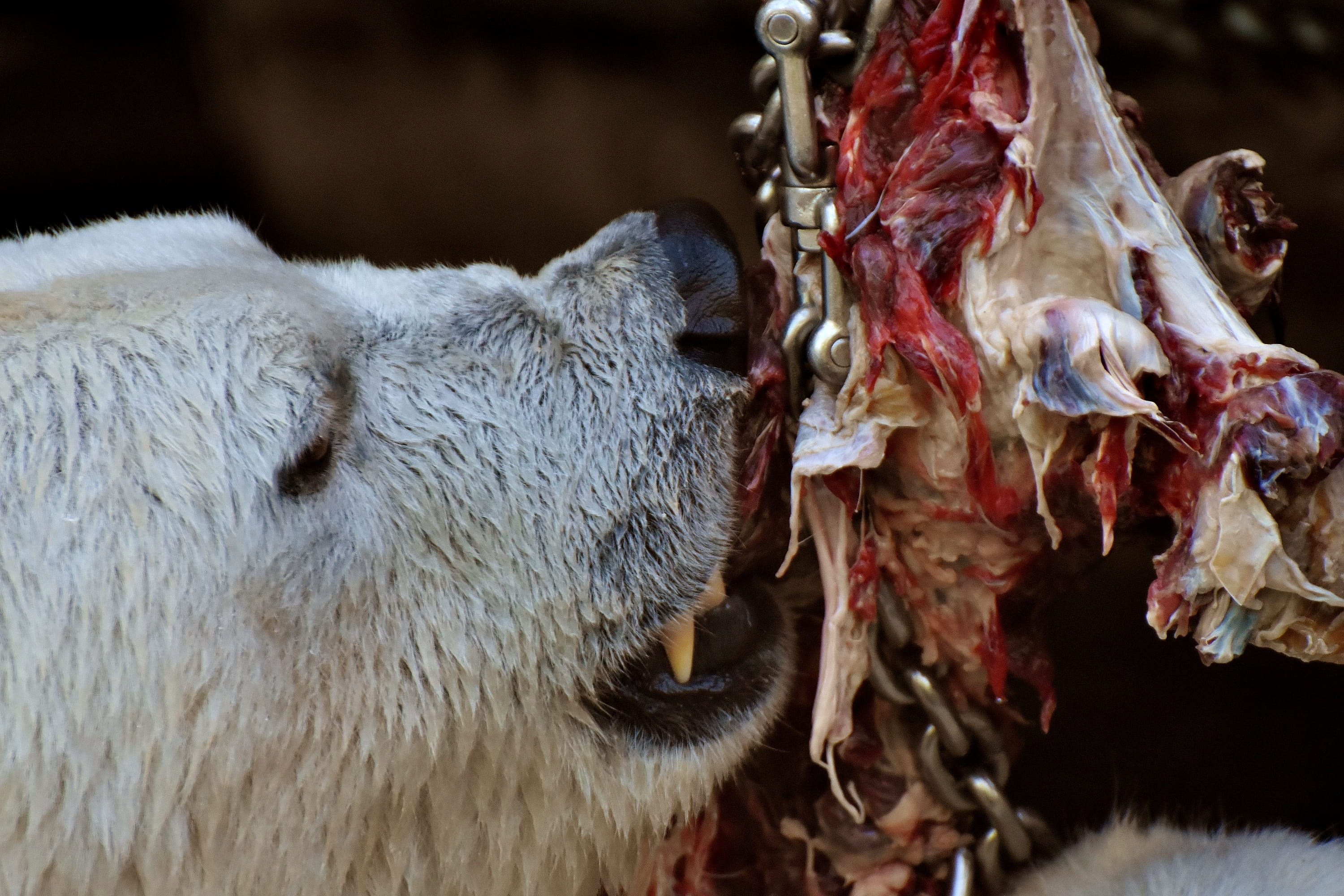 domestic animals, pets, day, bait, polar bear, zoo, enclosure, aggression, eat, animal wildlife, mammal, no people, meat, 2K, nature, animal mouth, livestock, HD Wallpaper