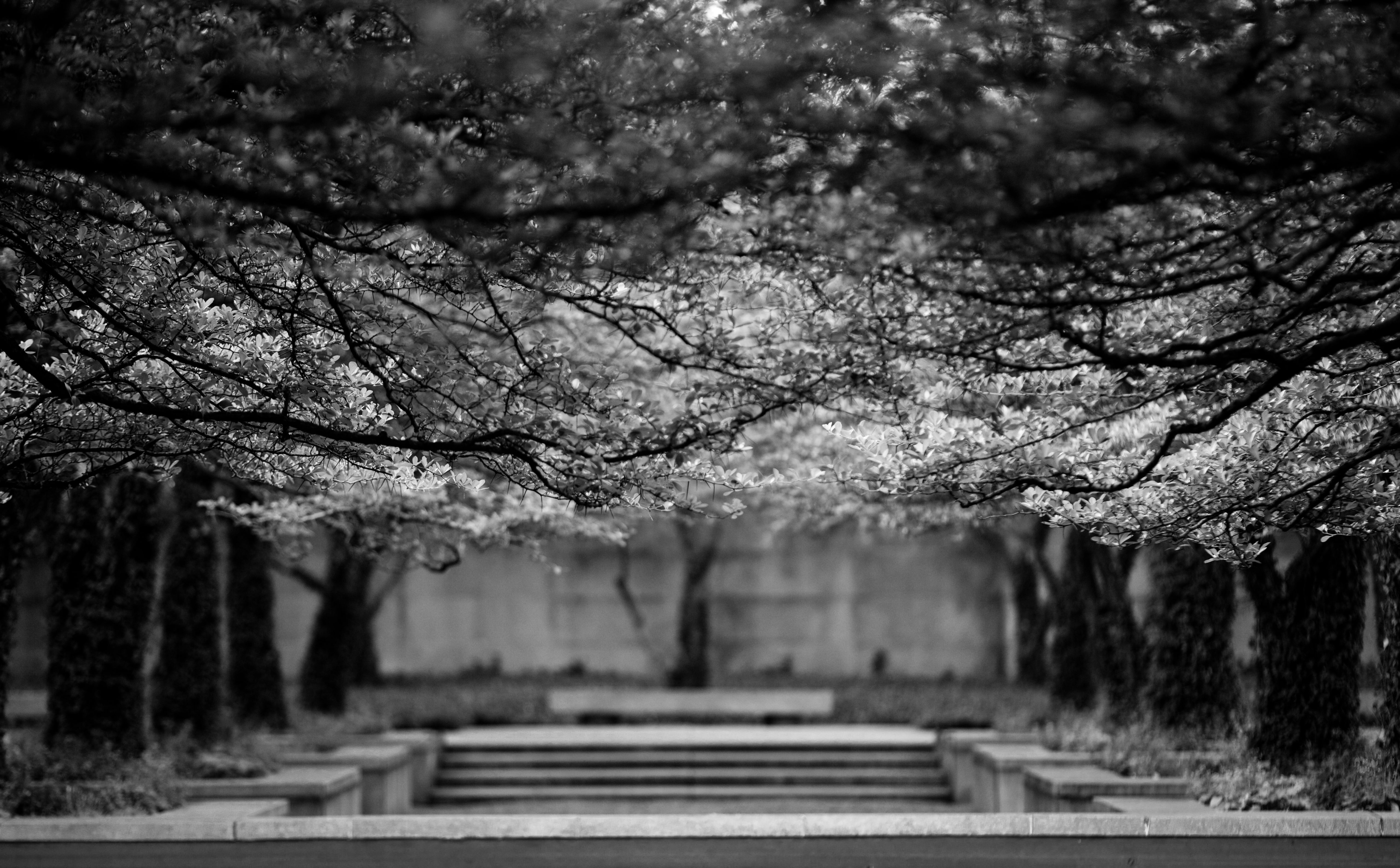 outdoors, Chicagoland, limb, Art Institute of Chicago, 5K, south stanley mccormick memorial court, blossom, architecture, Cook County, park - man made space, HD Wallpaper