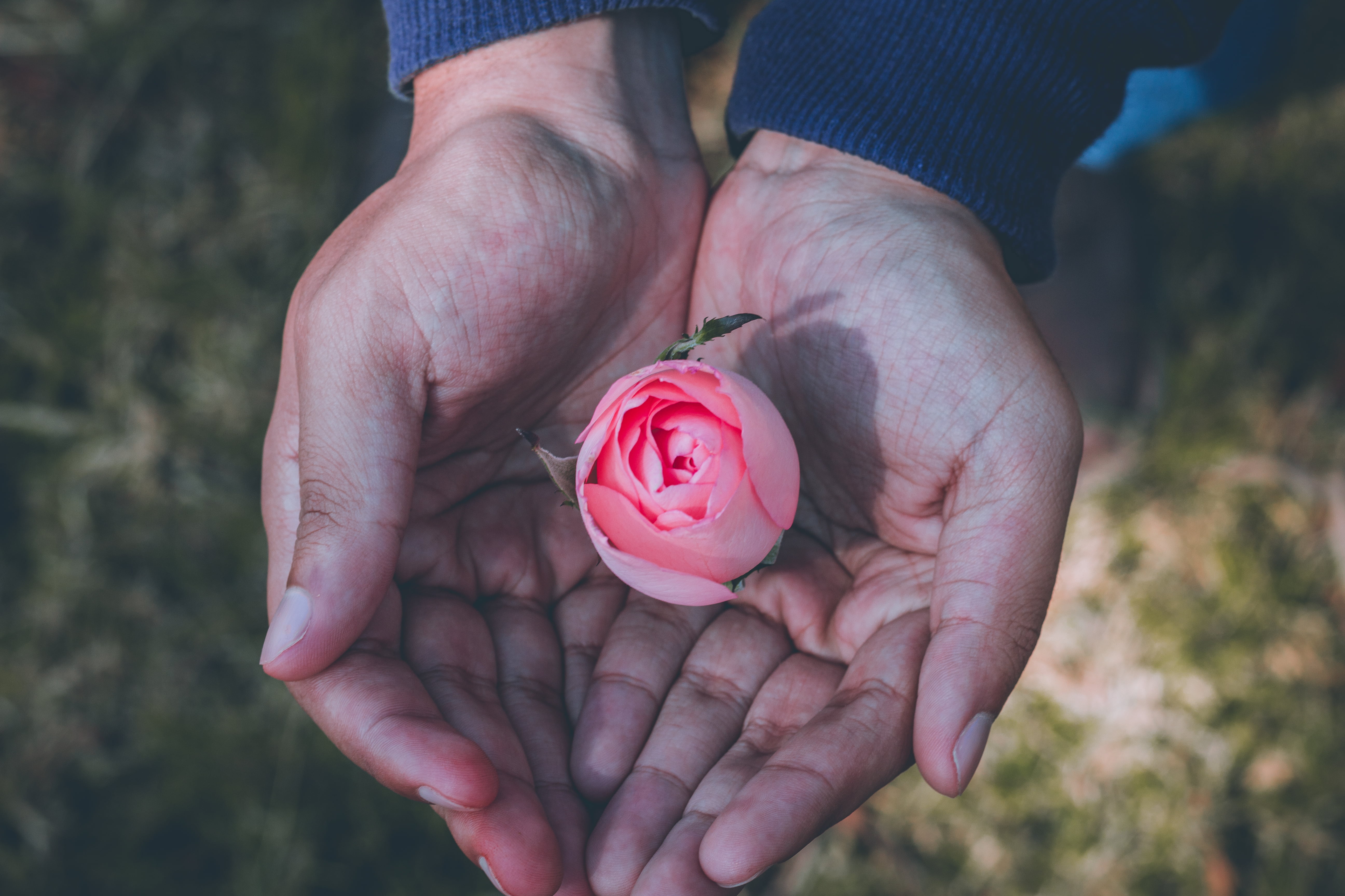 finance, focus on foreground, flower, finger, piggy Bank, one person, concepts, pink color, beauty in nature, springtime, people, giving, women, currency, HD Wallpaper
