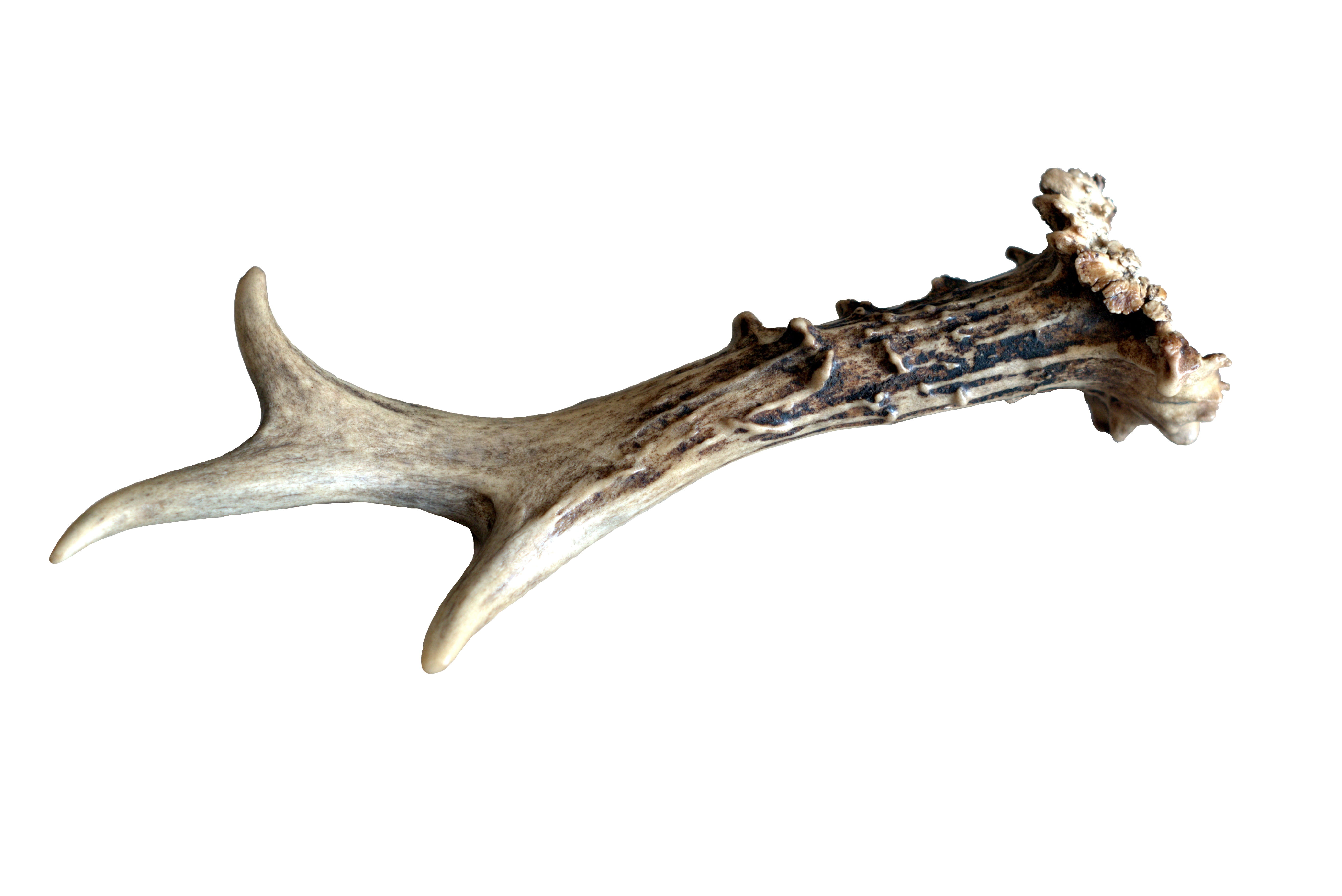 fauna, brown, single object, hart, cut out, hunting, forest, antlers, indoors, shape, 5K, history, bone, the past, sarna, mammal, trophy, studio shot, HD Wallpaper