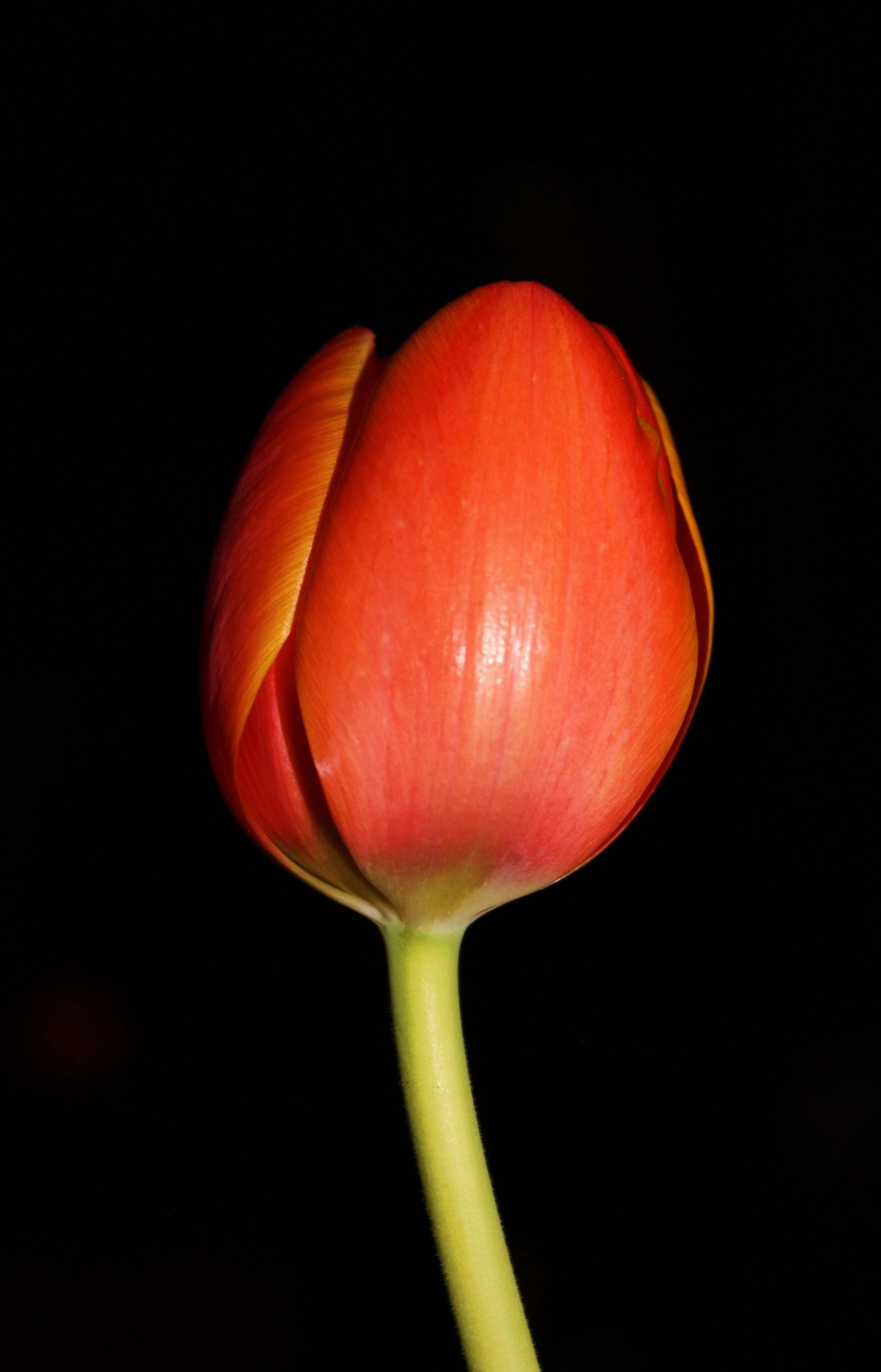 decoration, freshness, Floral, fruit, love, Tulip, amber avalona, design, natural beauty, springtime, vegetable, black background, petal, healthy eating, Phone HD Wallpaper