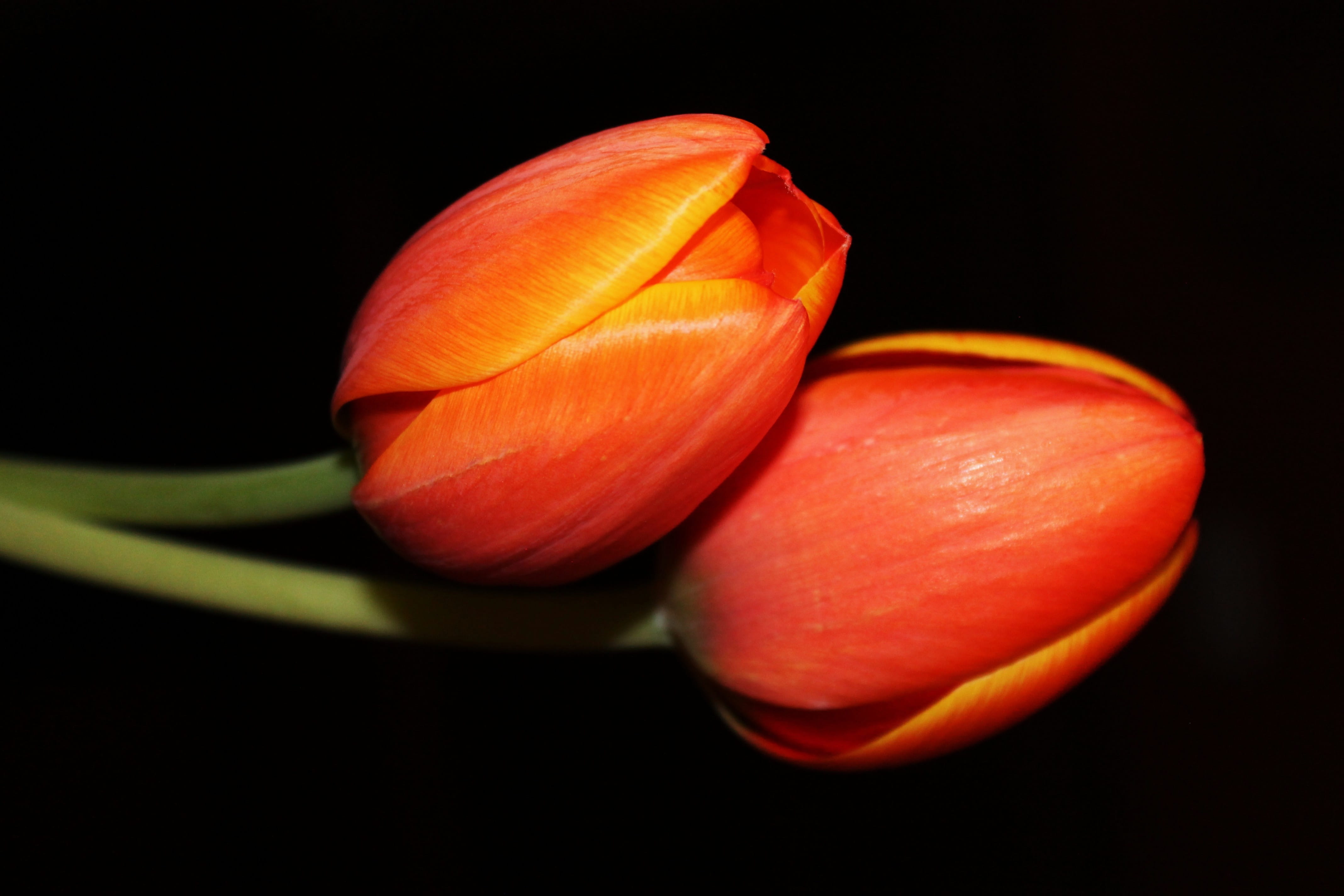 natural beauty, blossom, design, petal, flower head, healthy eating, flower, invitation background, Tulip, botanical, floral, close-up, studio shot, copy space, HD Wallpaper
