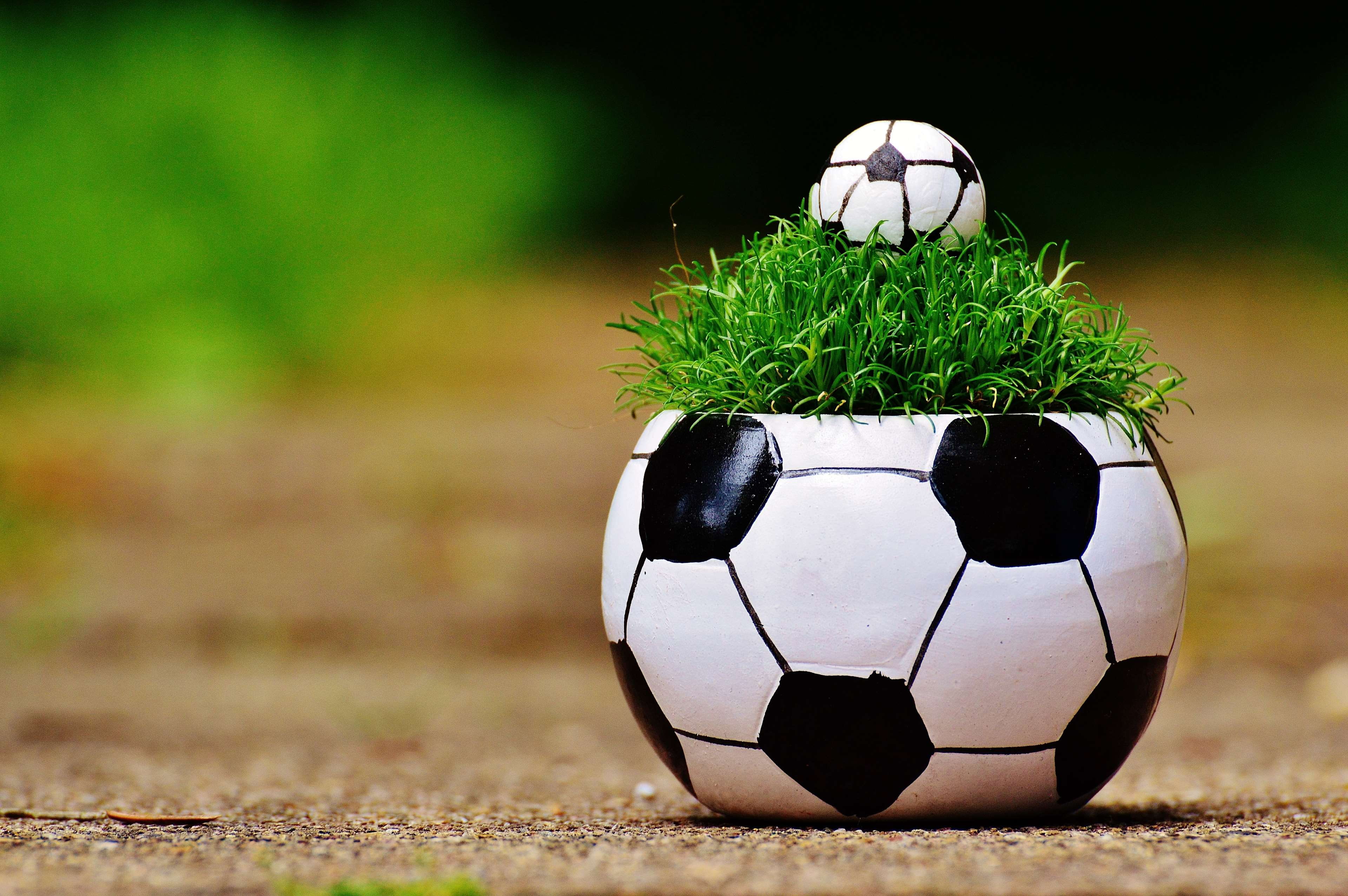 ball, plant, growth, representation, sports equipment, 2016, team sport, no people, sport, close-up, cute, outdoors, day, soccer, play, soccer ball, green color, HD Wallpaper