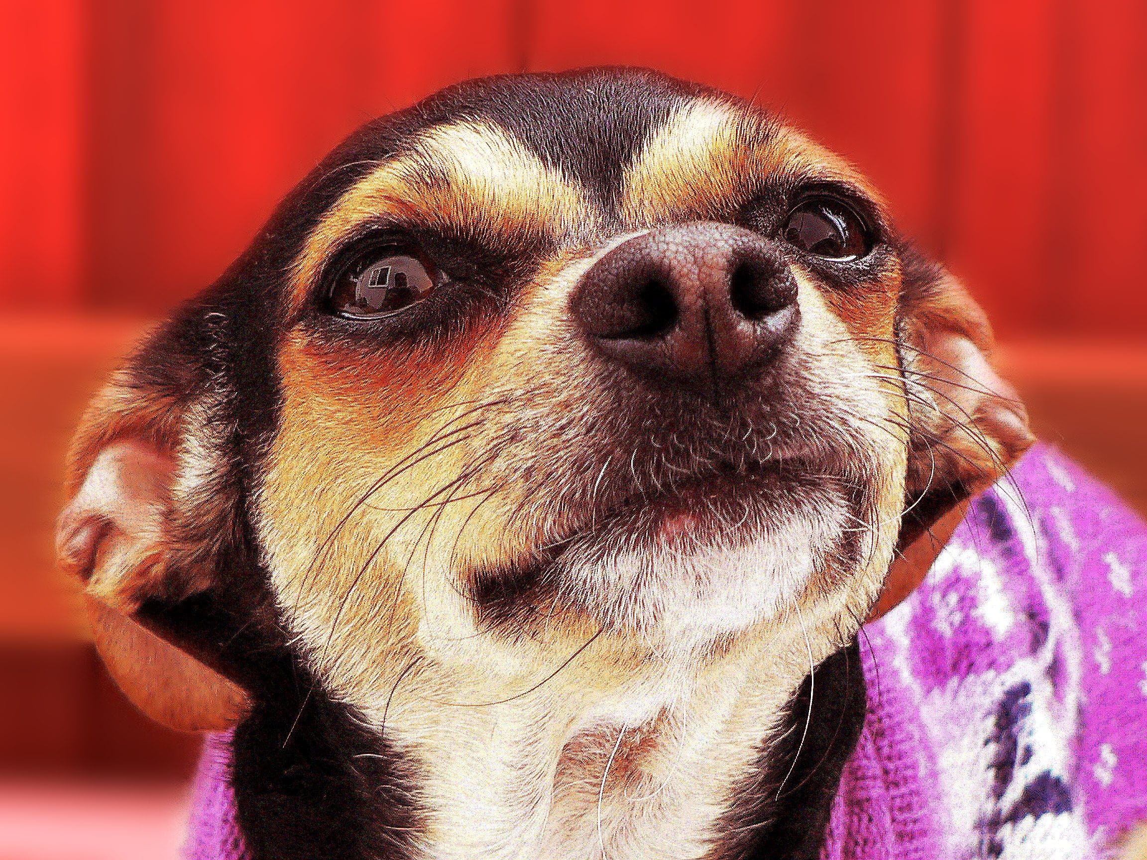 lovely, indoors, one animal, photography, studio, domestic, pup, terrier, looking, retriever, purebred, snout, doggy, chihuahua, pets, focus on foreground, HD Wallpaper