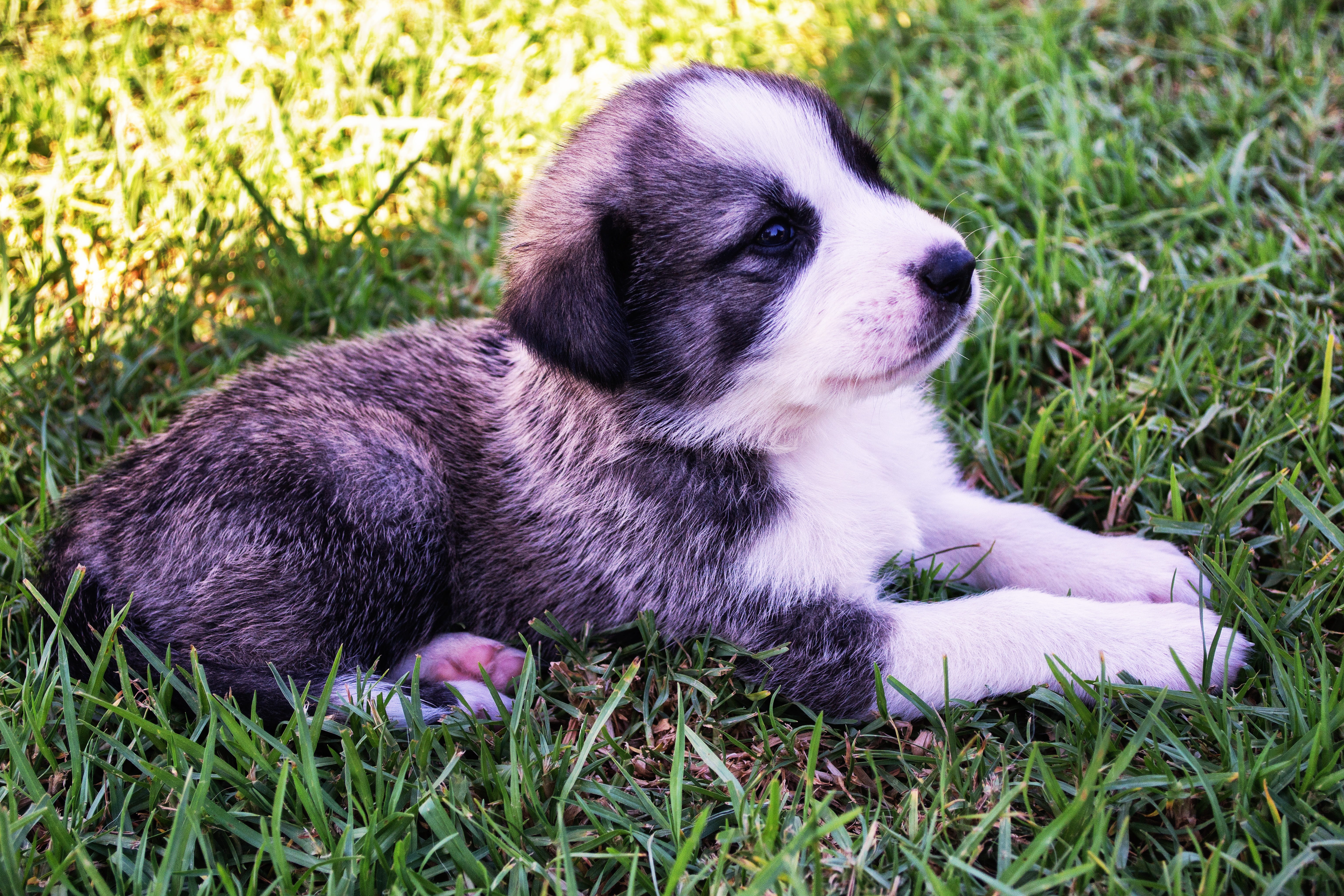 coated, pets, funny, fur, nature, lying, plant, mammal, 5K, love, cute dog, relaxation, ears, friendship, dog, close-up, looking, puppy, one animal, grass, HD Wallpaper