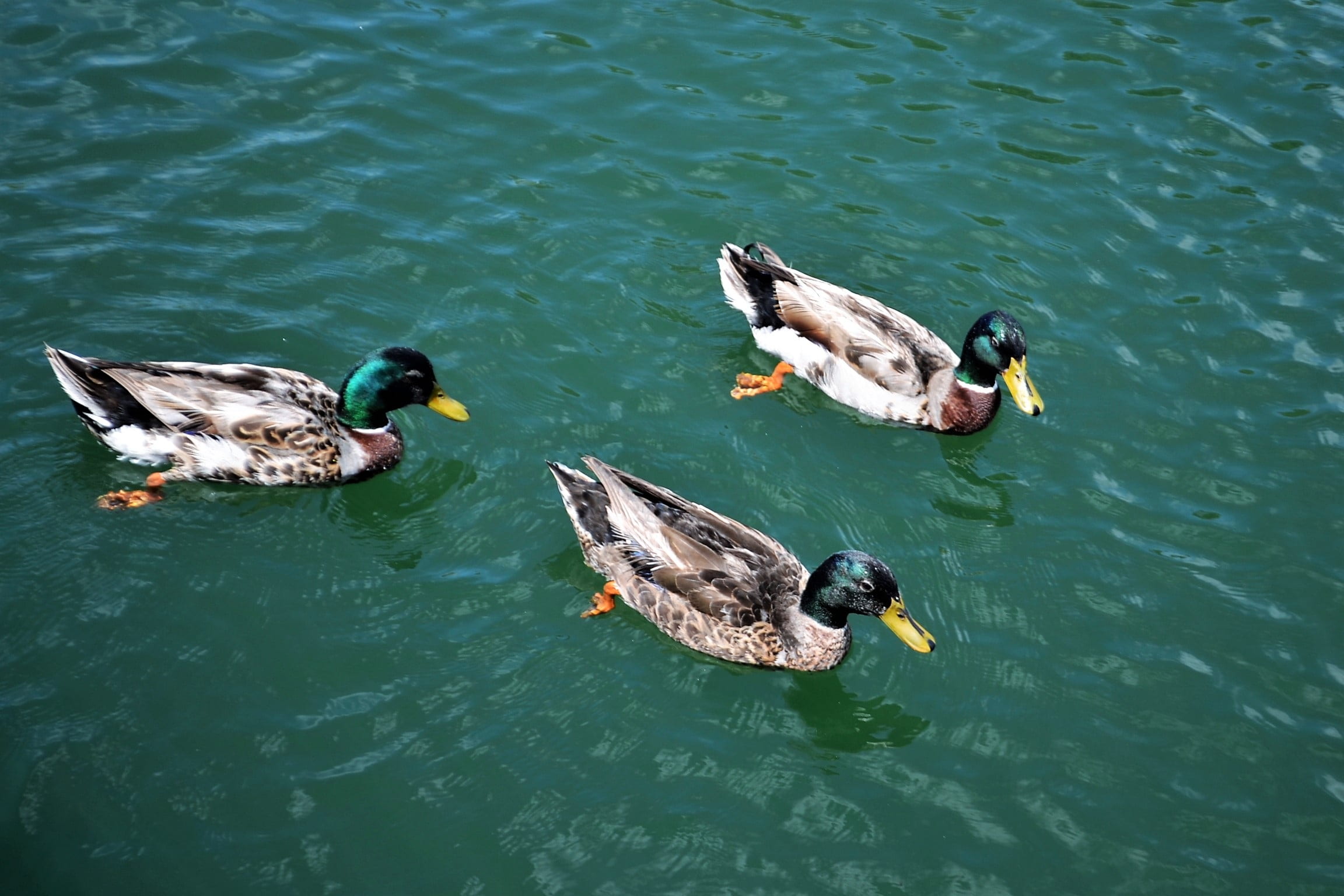 outdoors, turquoise colored, lakes, three, mallard duck, yellow, animals in the wild, animal themes, animal wildlife, beak, view, bills, waterfront, ecological, HD Wallpaper