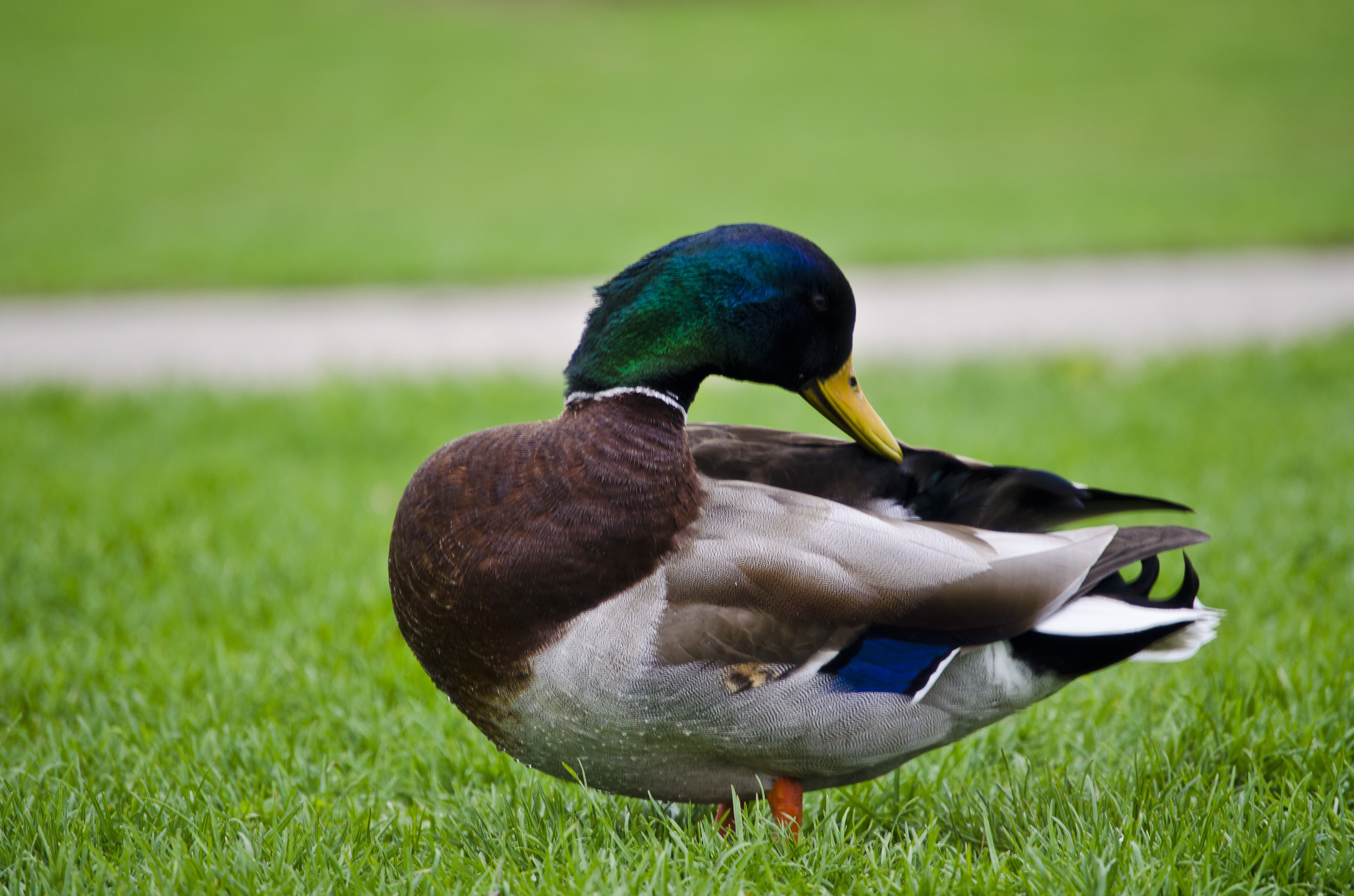 cute, day, focus on foreground, no people, outdoors, lake, animal, beak, mallard duck, 4K, poultry, feather, fowl, feathers, plant, water, nature, avian, HD Wallpaper
