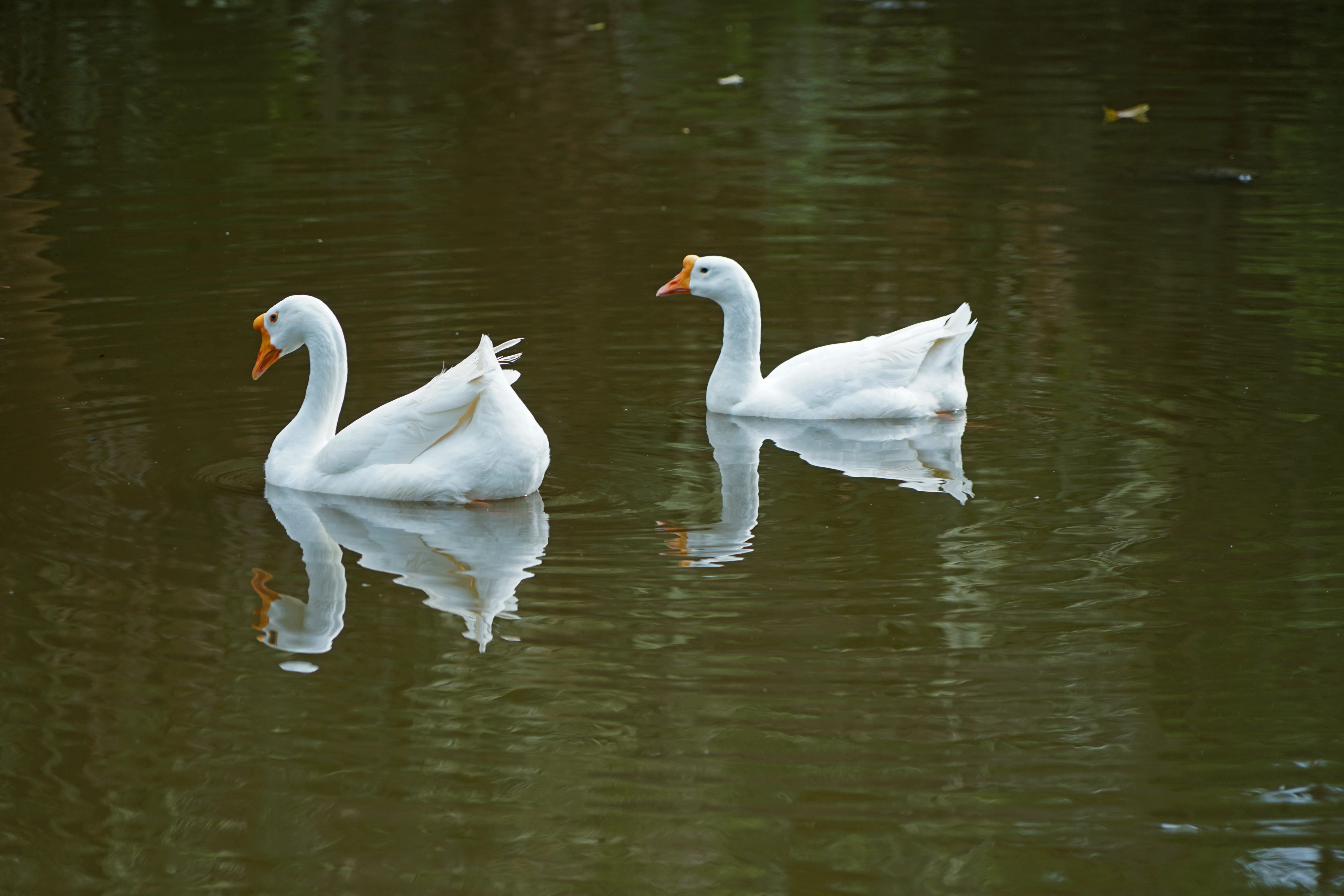 5K, beautiful, bird, water bird, animal, avian, mallard, swimming, orange, wing, poultry, no people, raggio, white color, zoology, group of animals, wild, HD Wallpaper