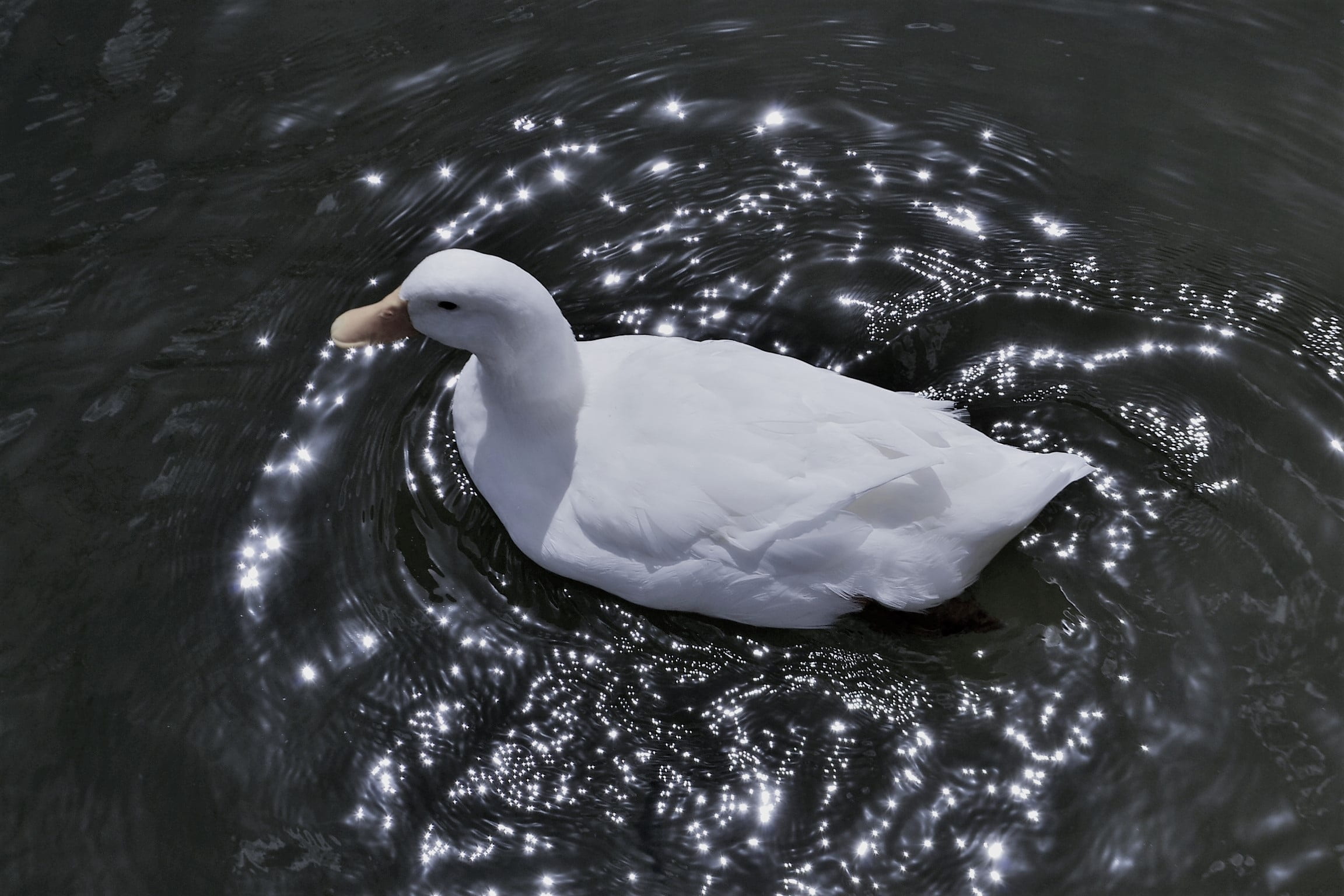 river, bill, day, animals in the wild, swan, romance, animal, wildlife, outdoor, summer, water bird, waterfront, lake, animal themes, graceful, vertebrate, HD Wallpaper