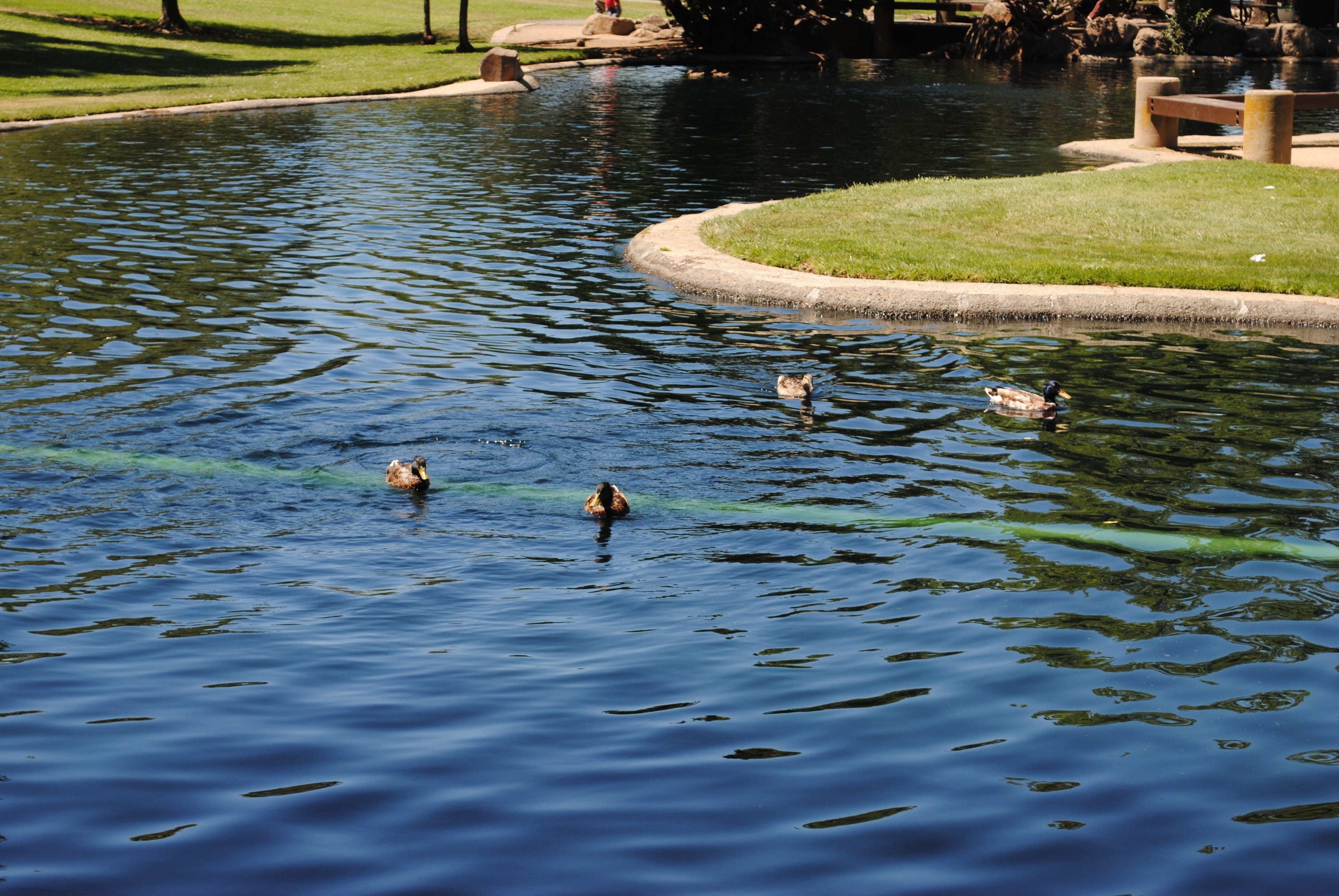 animal, outdoor, high angle view, tranquil, diving, waterfront, waterfowl, biology, ecology, Park, swimming, bird, no people, pool, wing, feather, wild, HD Wallpaper