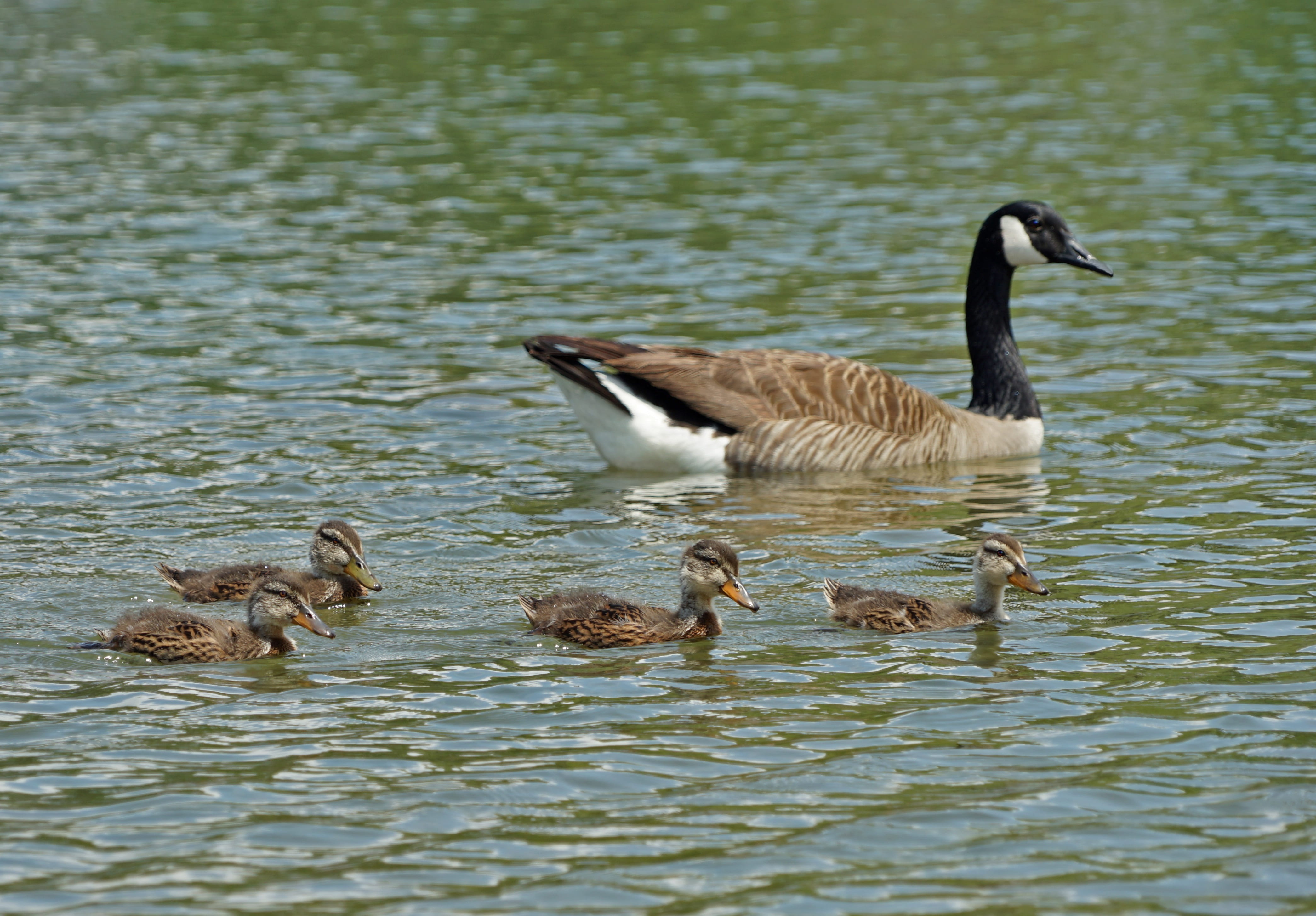 feather, white, lake, goose, outdoors, duck, no people, river, pool, wild, avian, environment, animal family, animal, swimming, group of animals, reflection, HD Wallpaper