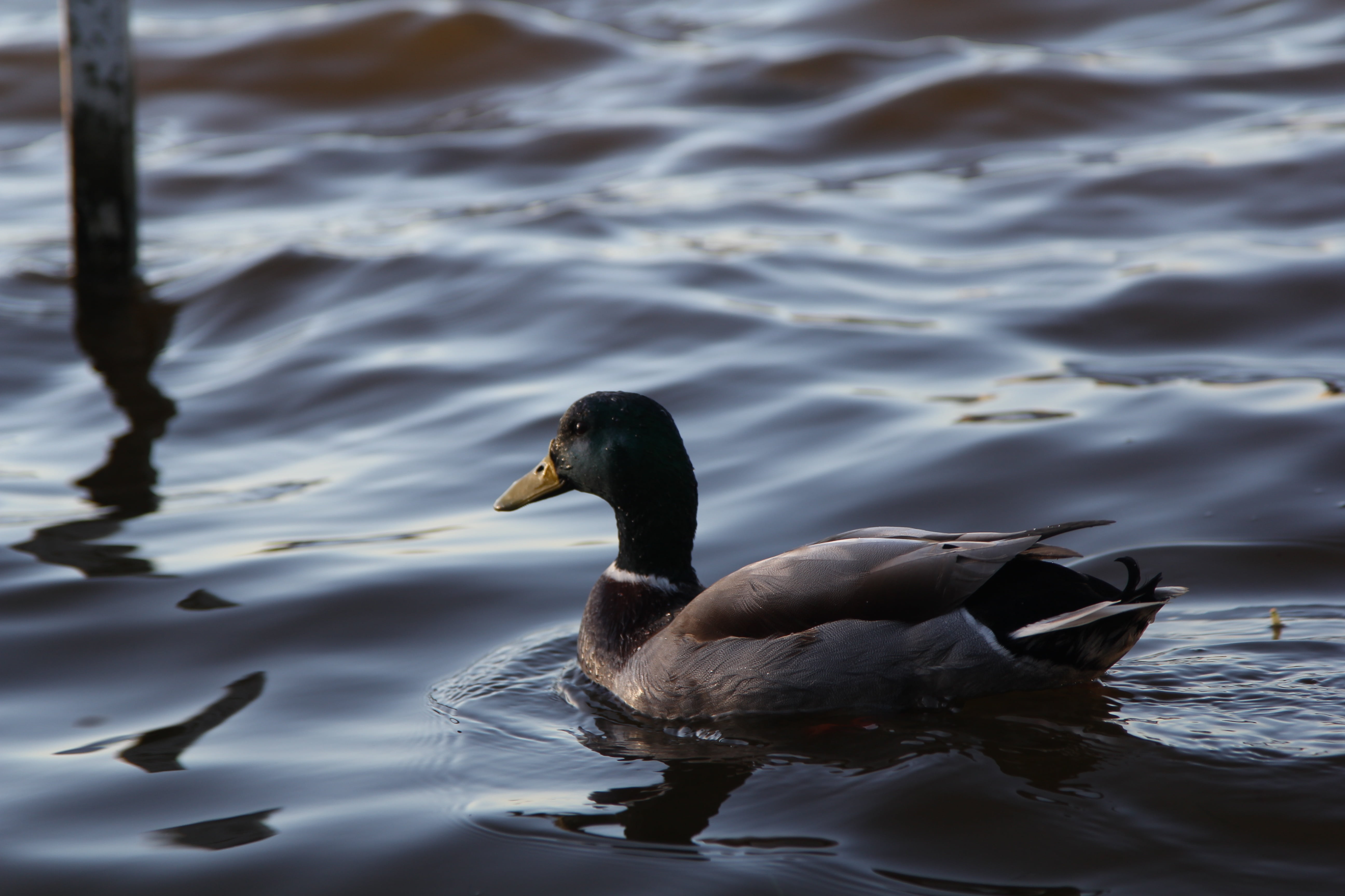 animals In The Wild, swimming, nature, swim, duck, no people, animal wildlife, swan, reflection, natural, white, outdoor, waterfront, poultry, male, bird, HD Wallpaper